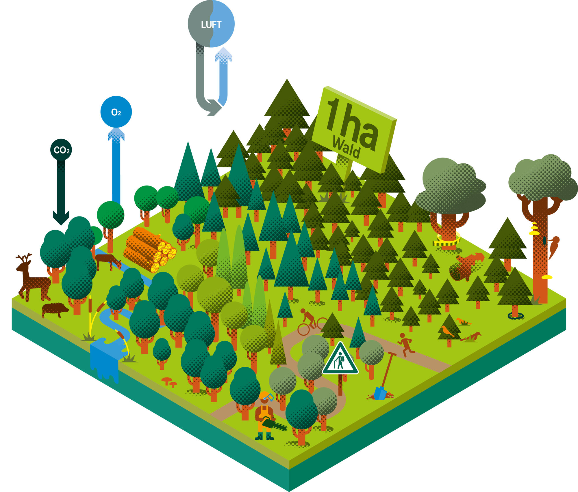 1 Hektar Wald – zeigt die vielfältigen Funktionen eines Waldes: Lebensraum, Holzlieferant, Erholungsort und Schutz für Boden und Wasser.