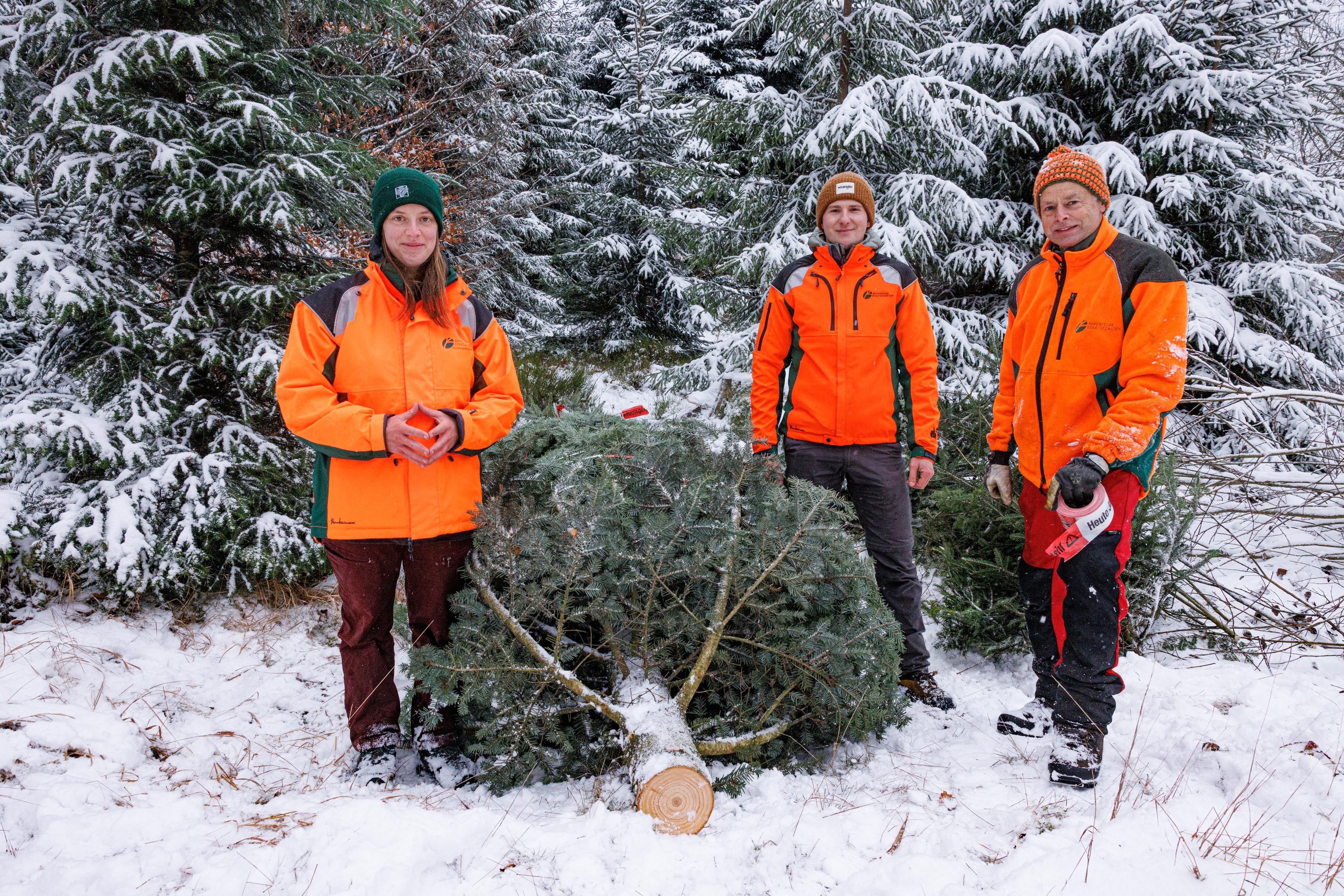 3 Waldarbeiter mit einer Tanne