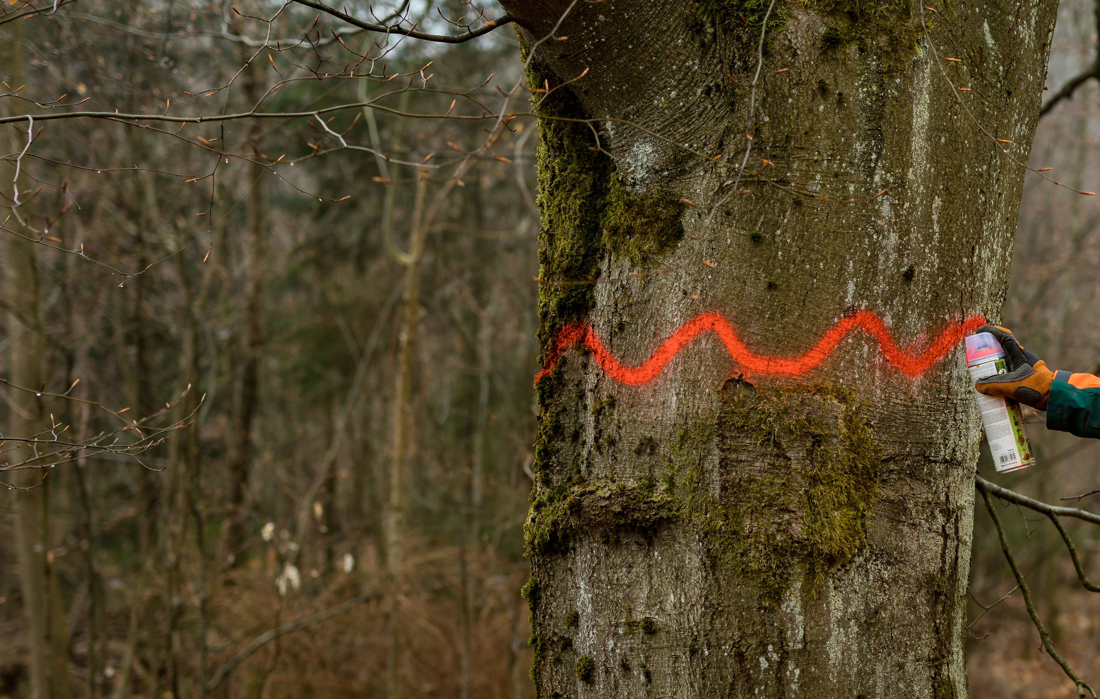 Baummarkierung Biotopbaum geschützt Wellenlinie um Baumstamm