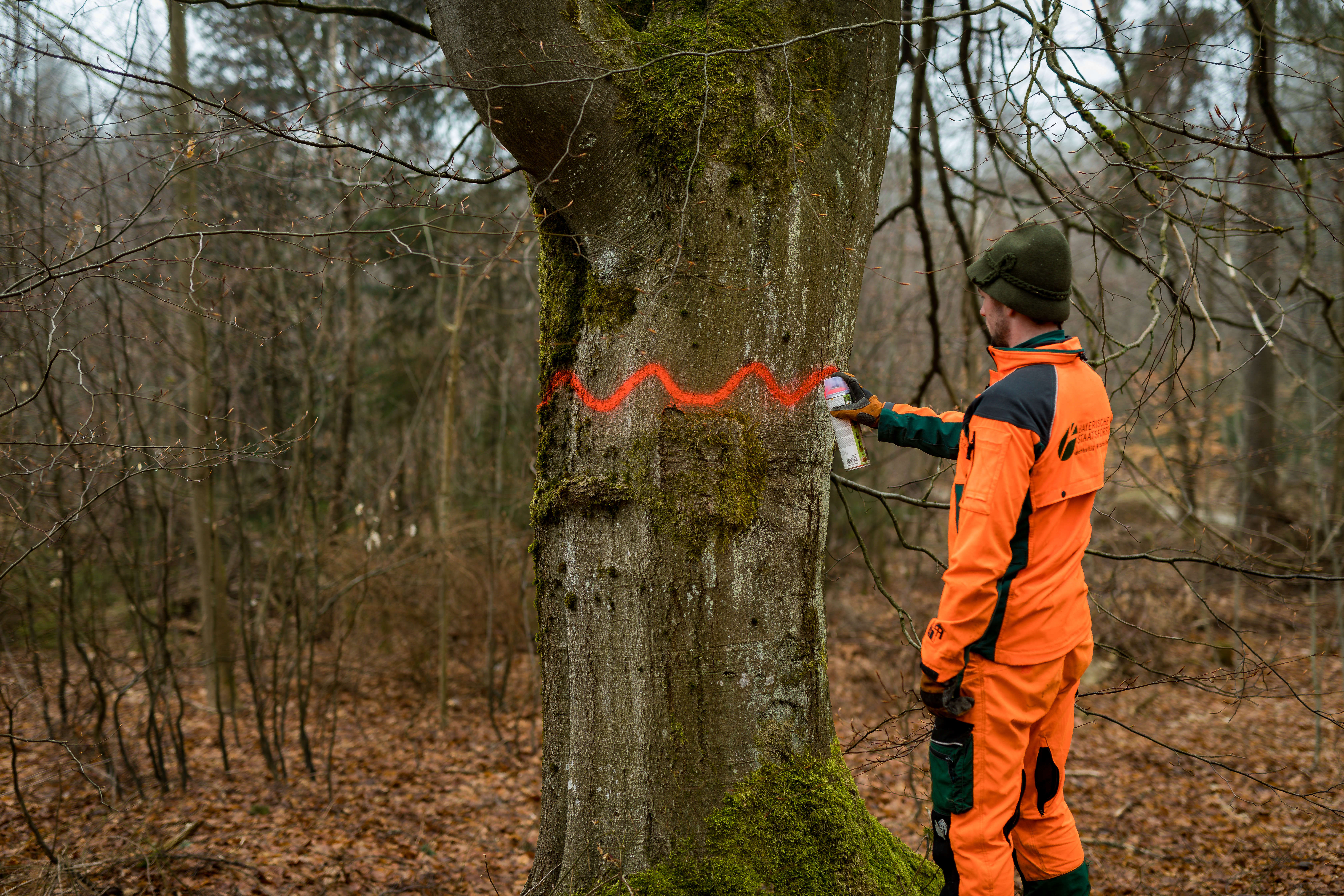 Forstwirt sprüht Wellenlinie auf Baum