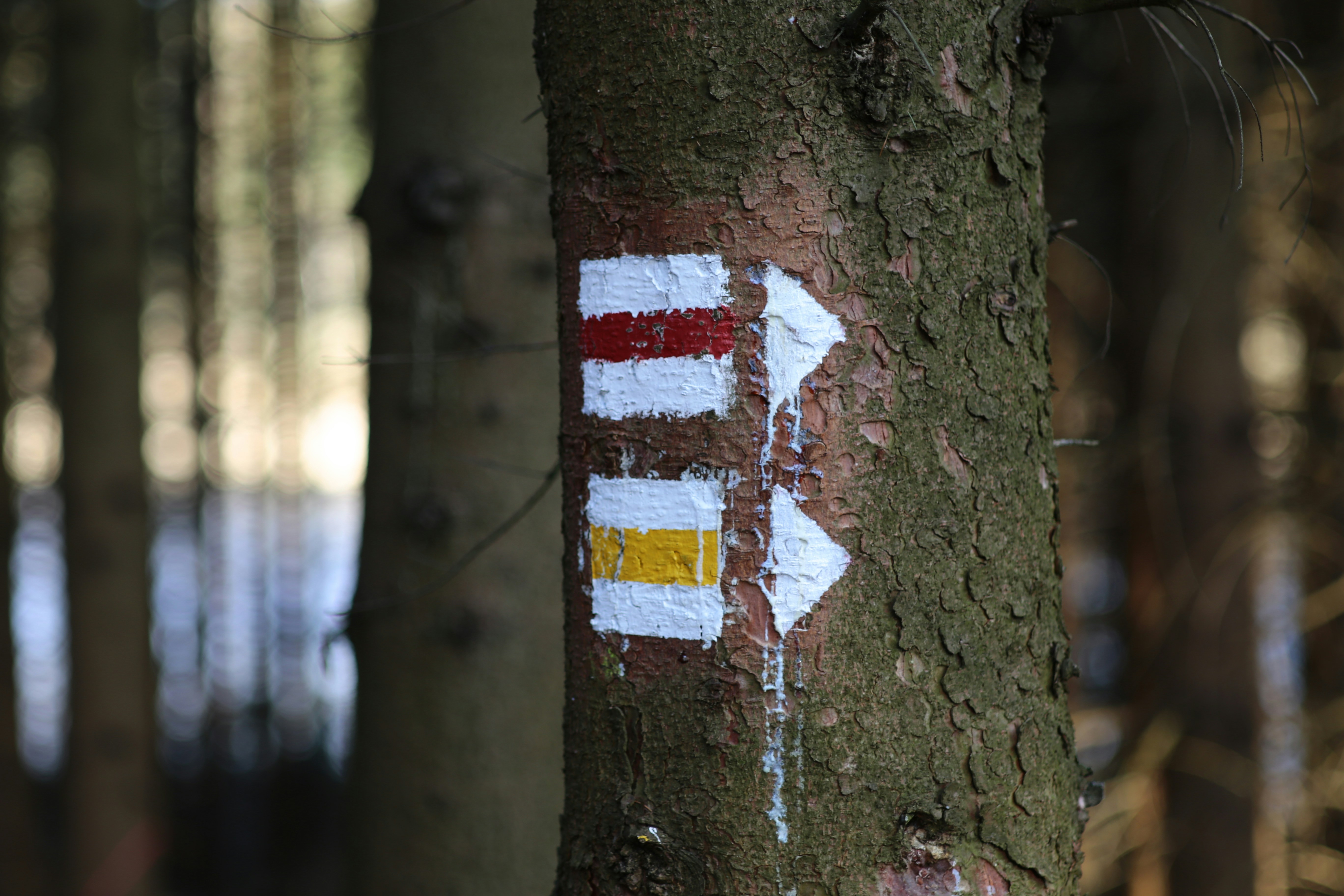 Baummarkierung bunte Pfeile auf Stamm