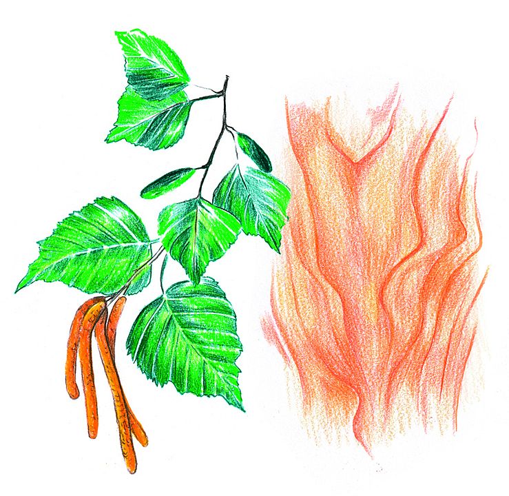 Zeichnung einer Birke mit Birkenblättern und Birkenfrüchten