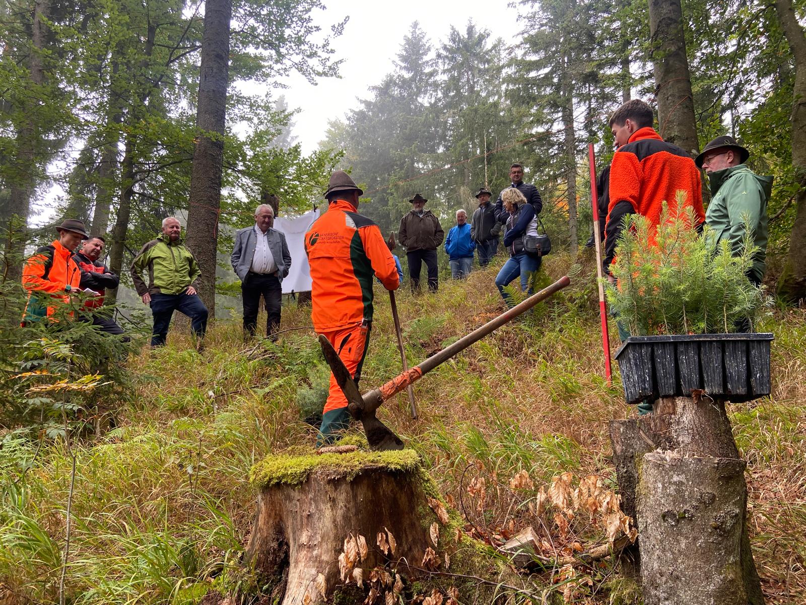 Forstwirtschaftsmeister zeigt wie man Baum pflanzt im Wald