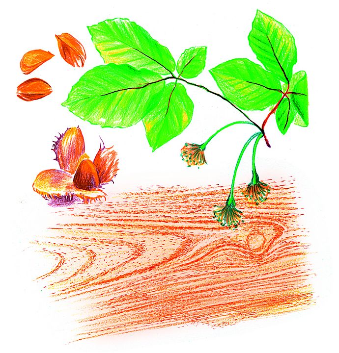 Buchen Zeichnung mit Blättern und Bucheckern am Holz