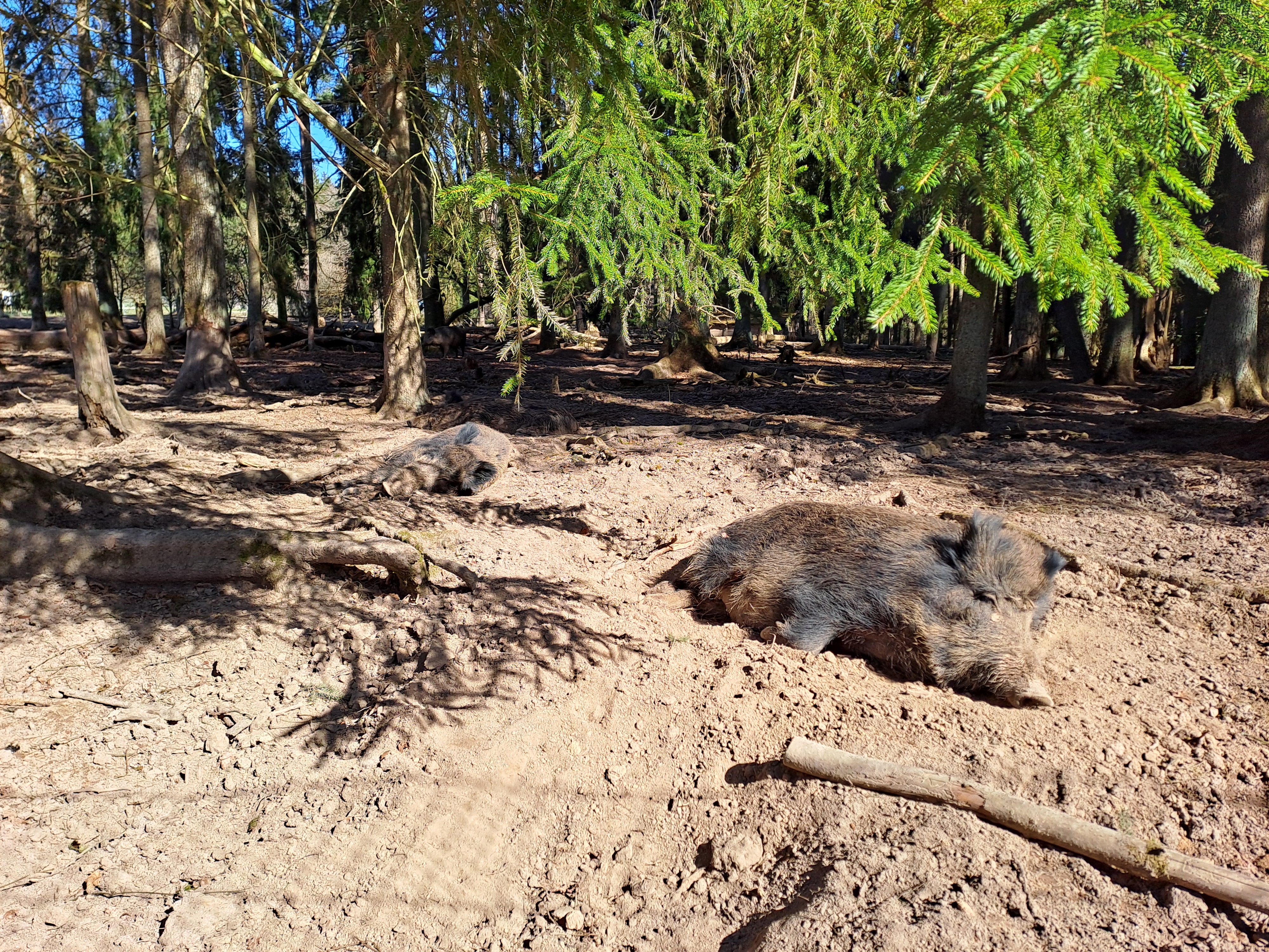 Wildschweine sonnen sich im Schwarzwildgehege am Waldhaus Hirschwald