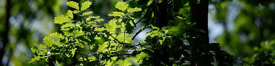 Blätter_im_Wald