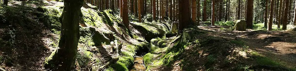 Woods