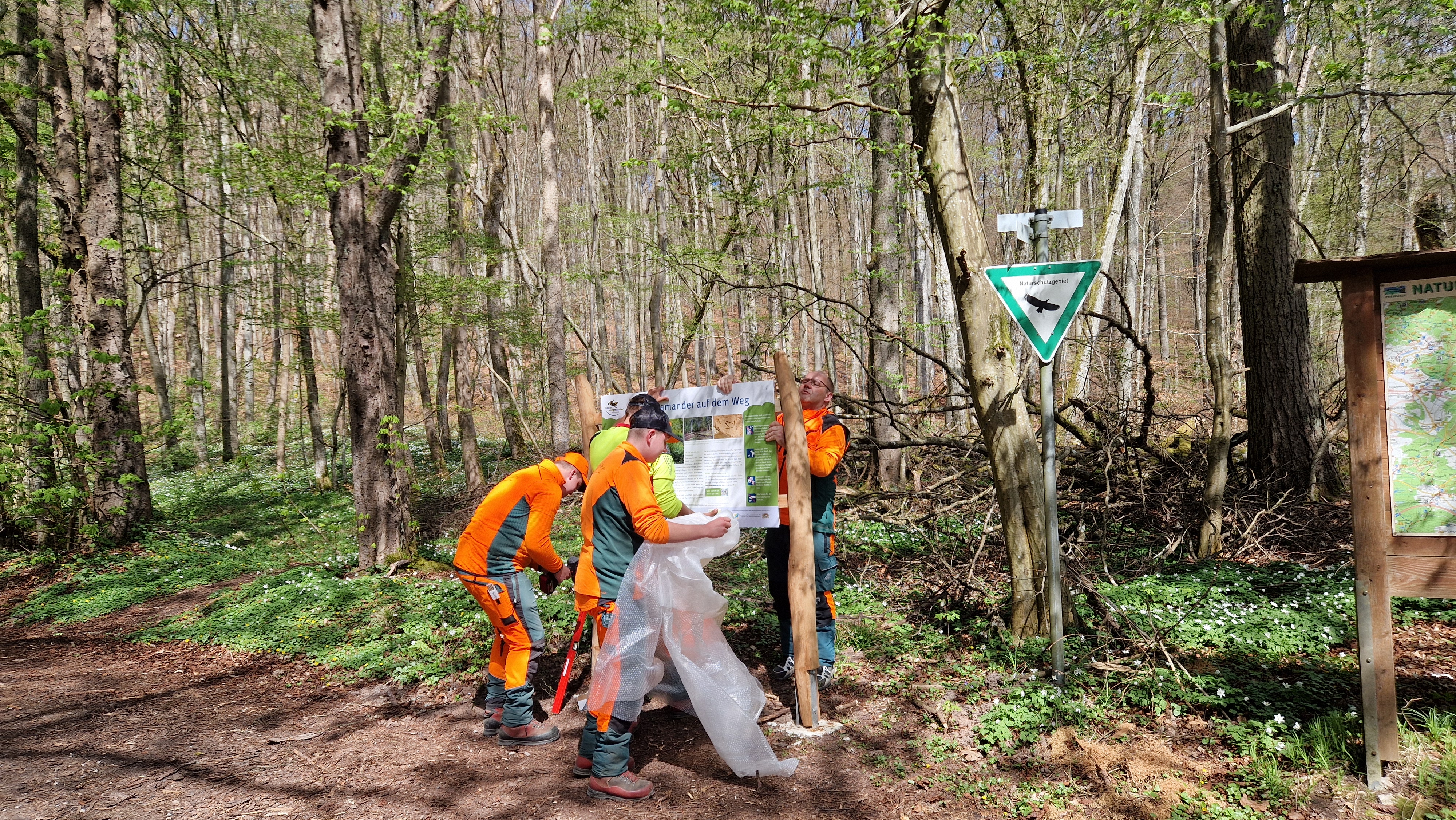 Forstwirt-Azubis stellen die neuen Infotafeln über die Feuersalamander Pest auf