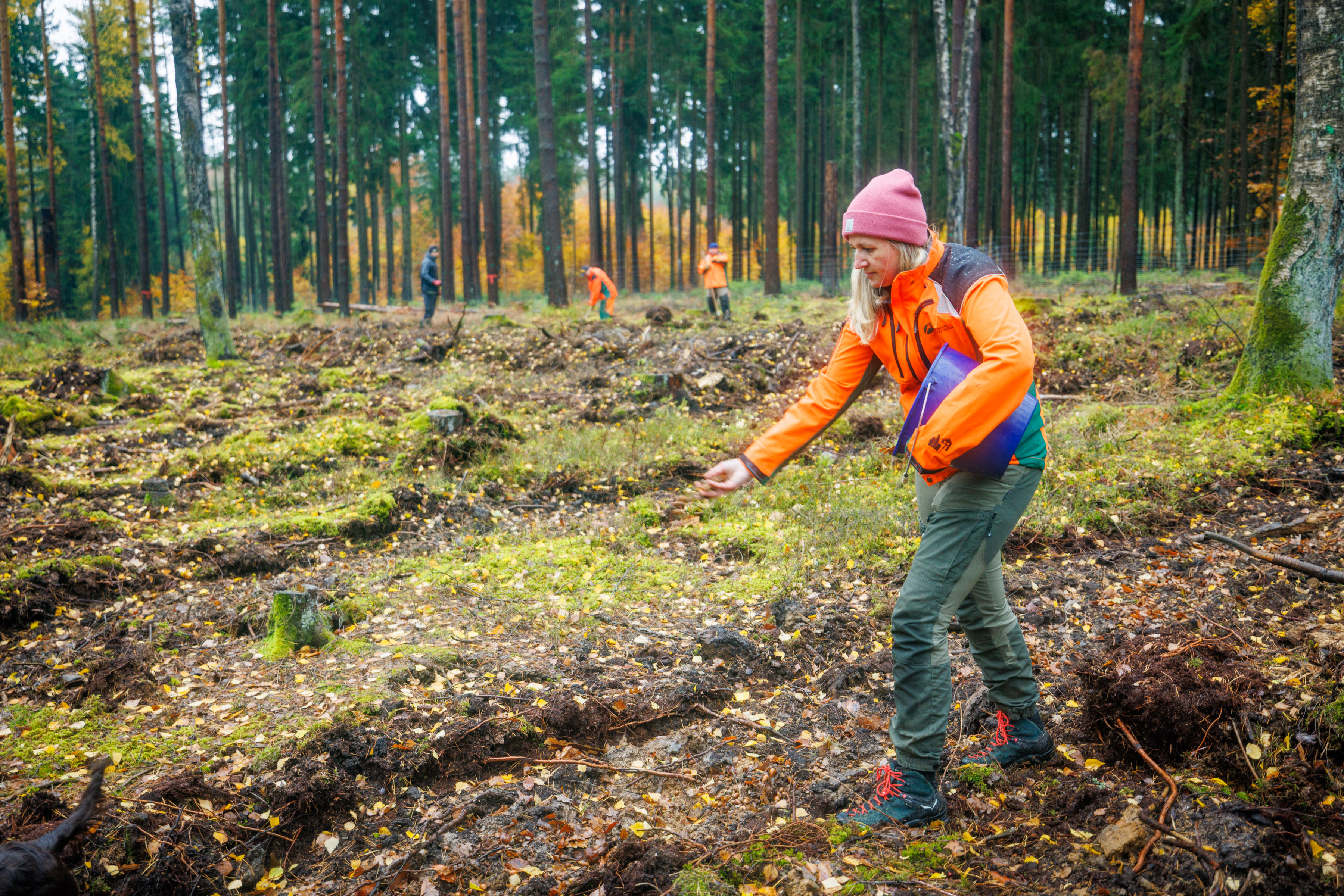 Eichelsaat: Förstern sät Eicheln auf Waldboden