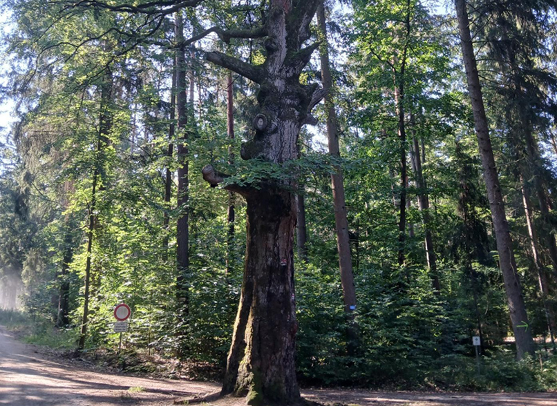Alte Buche im Wald