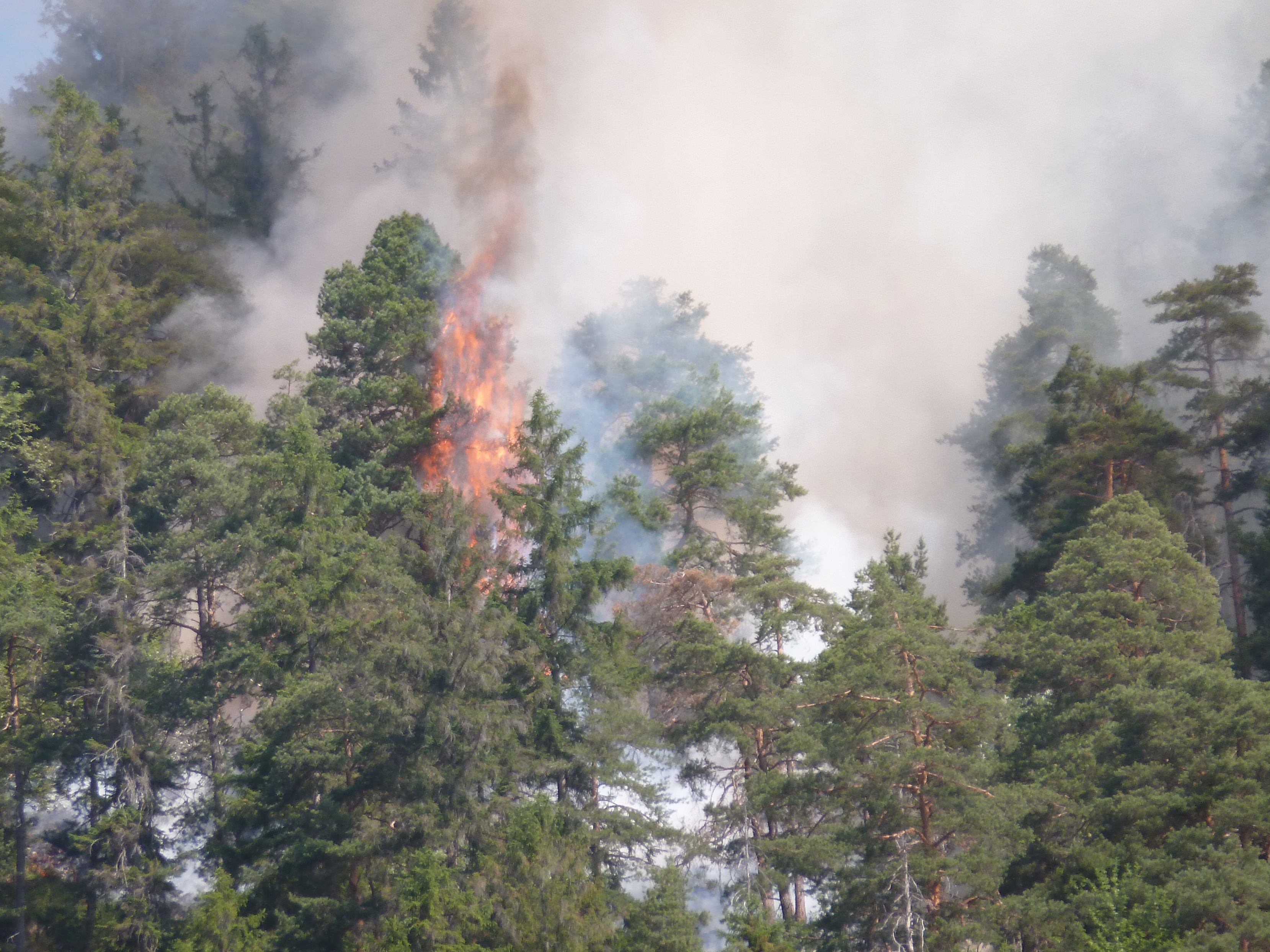 Feuer und Rauch im Wald