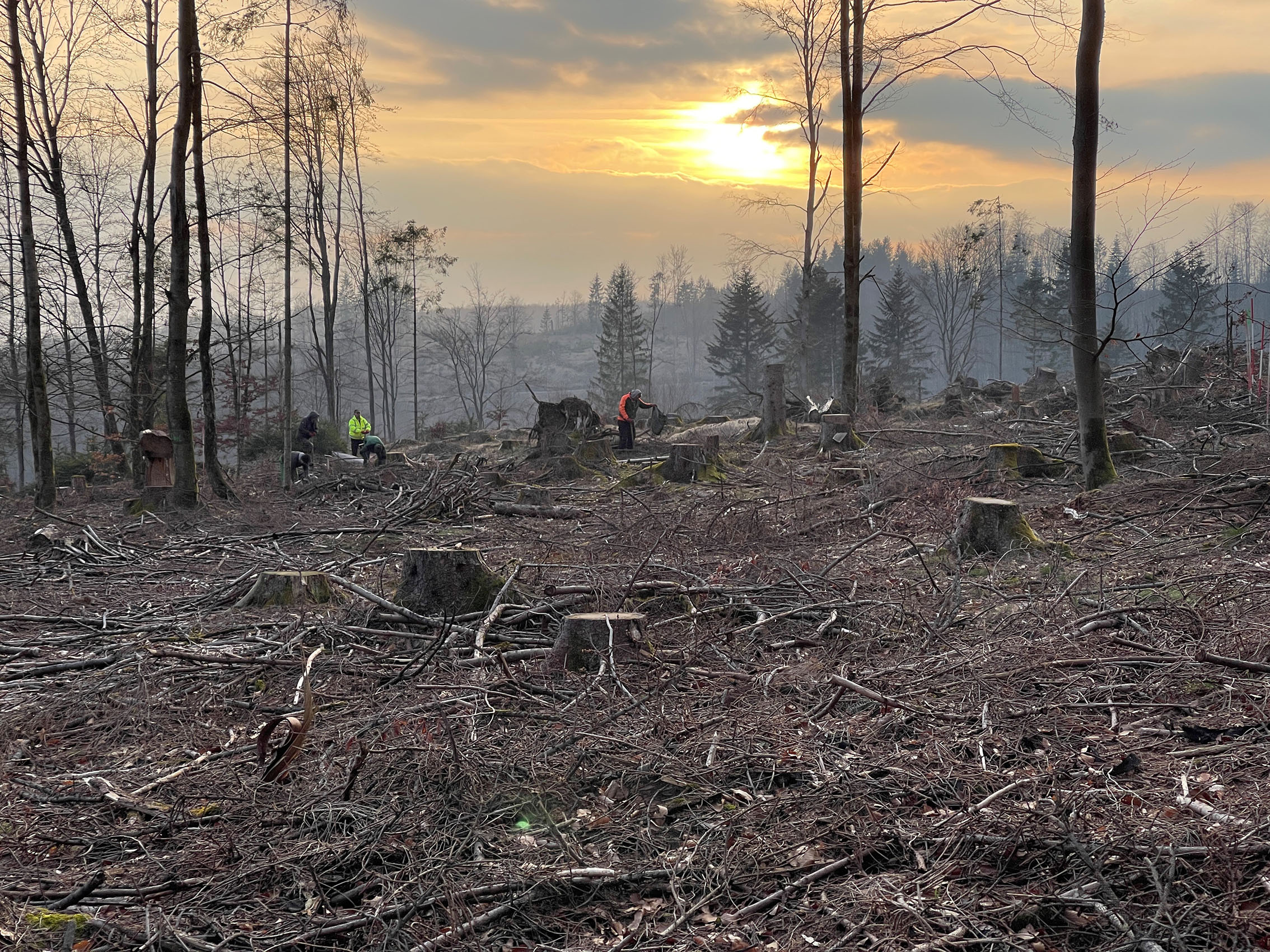 Forstwirte pflanzen Bäume auf einer Fläche, die teilweise entwaldet war.