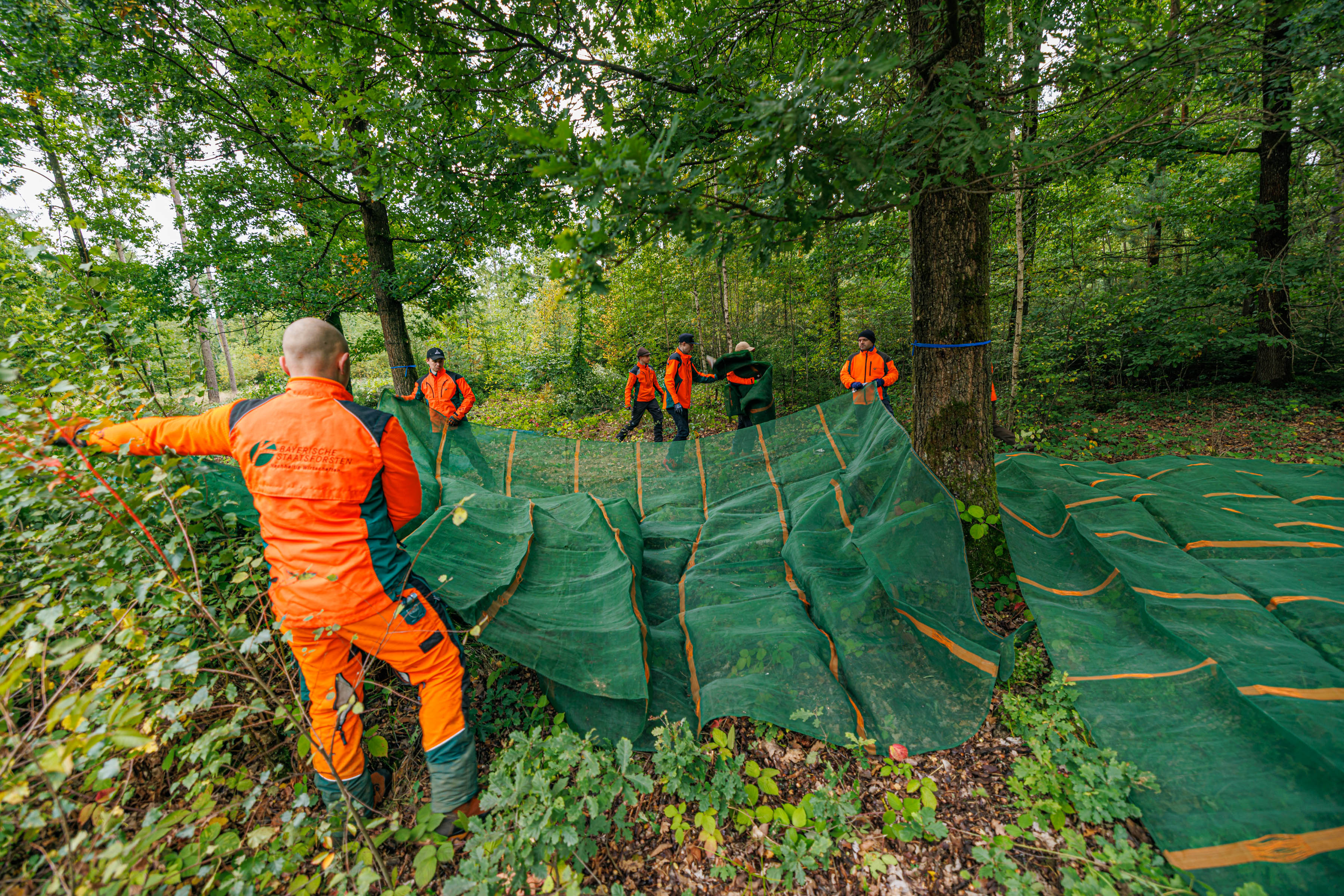 Mitarbeiter sammeln Eicheln