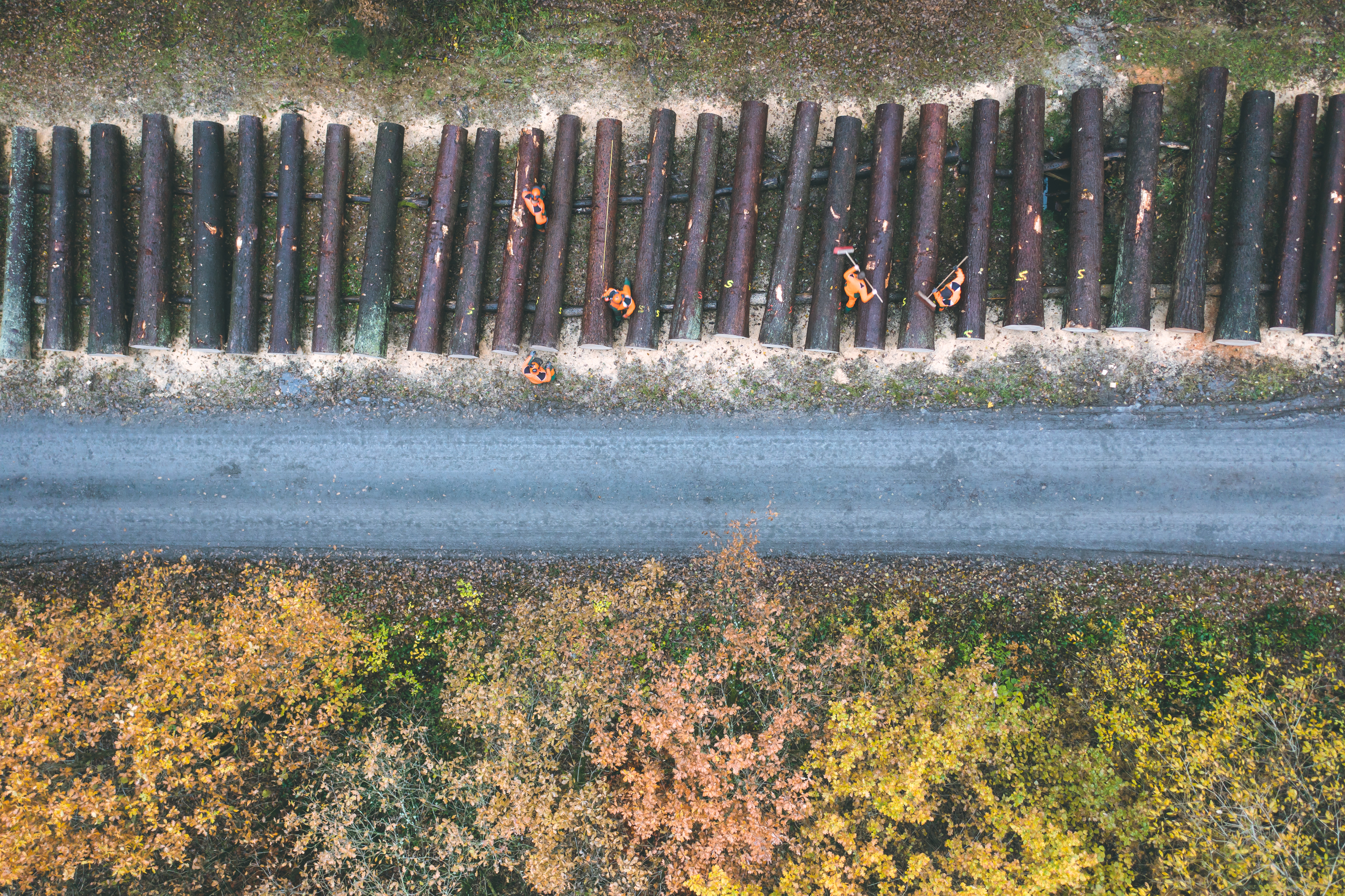 Liegende Holzstämme von oben fotografiert