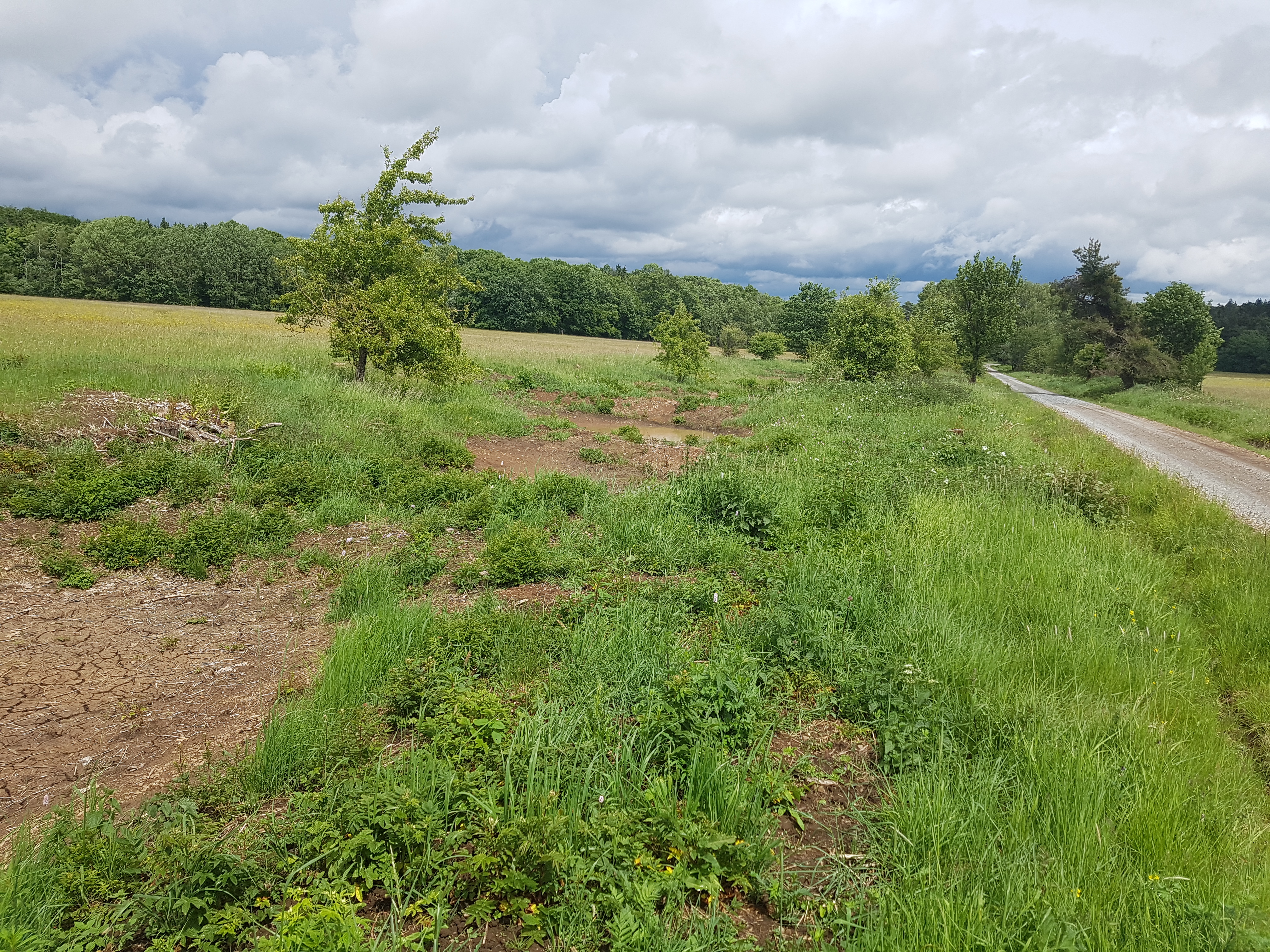 Heckenpflege in Bad Brückenau.