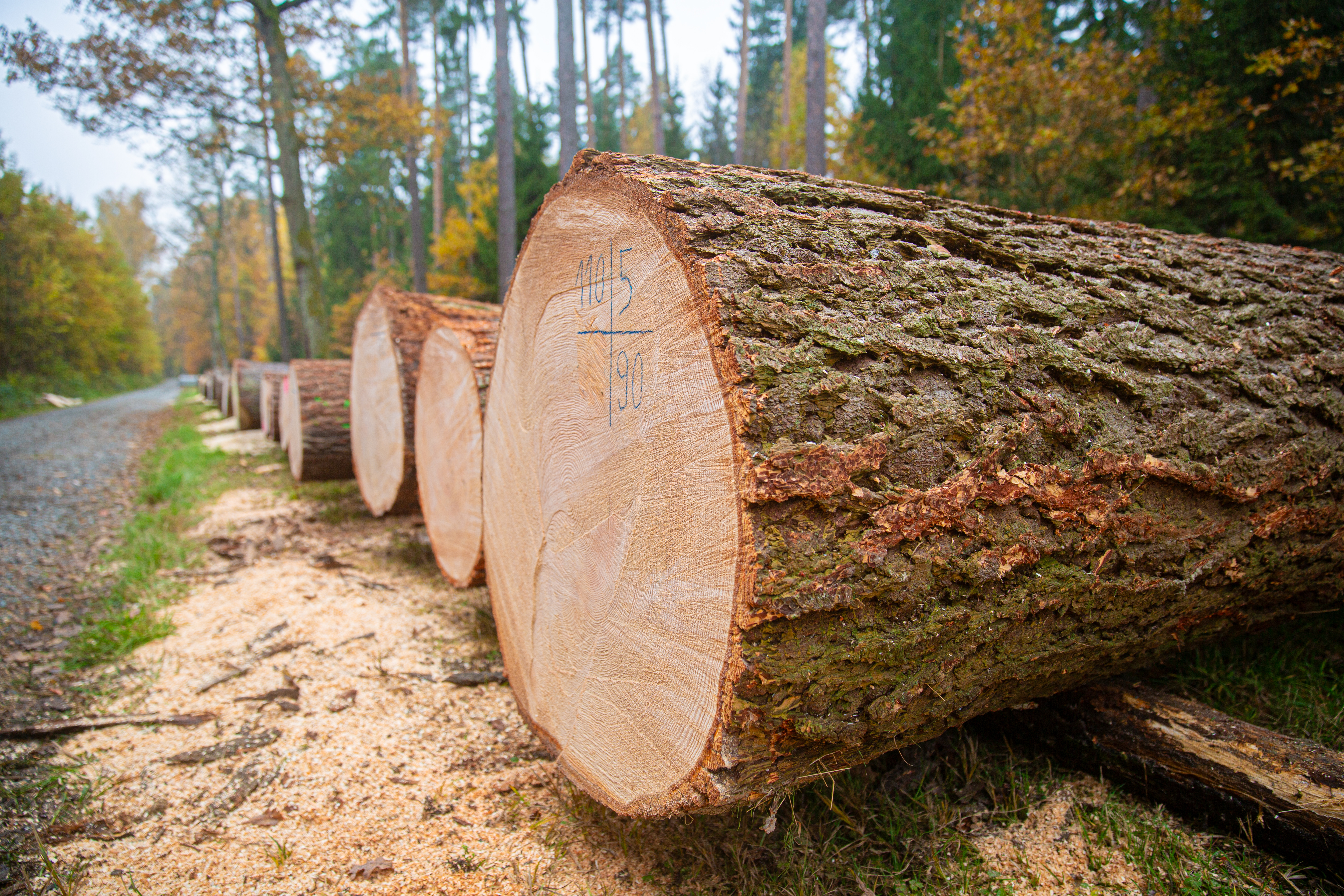 Wirtschaften mit der Natur: ProHolz Bayern