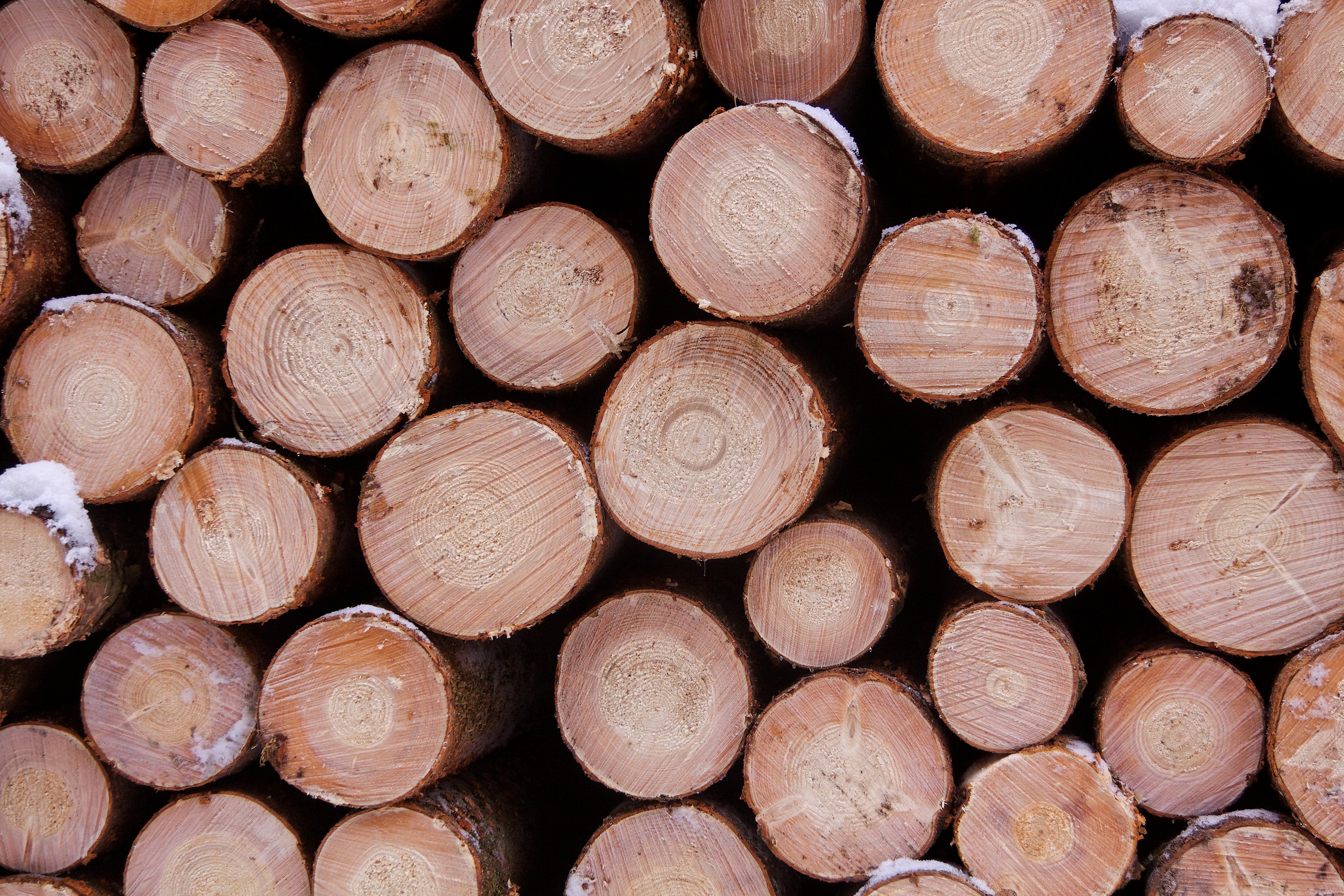 Der Holzverkauf ist das Kerngeschäft der Bayerischen Staatsforsten