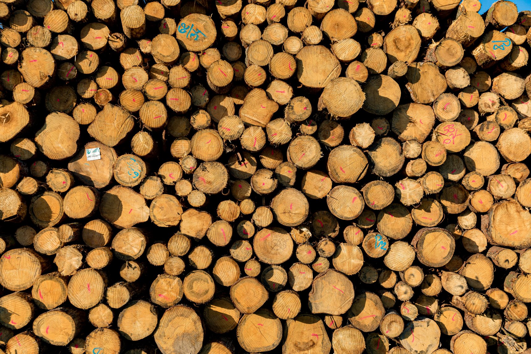 Holzpolter, Holtstämme aufgestapelt