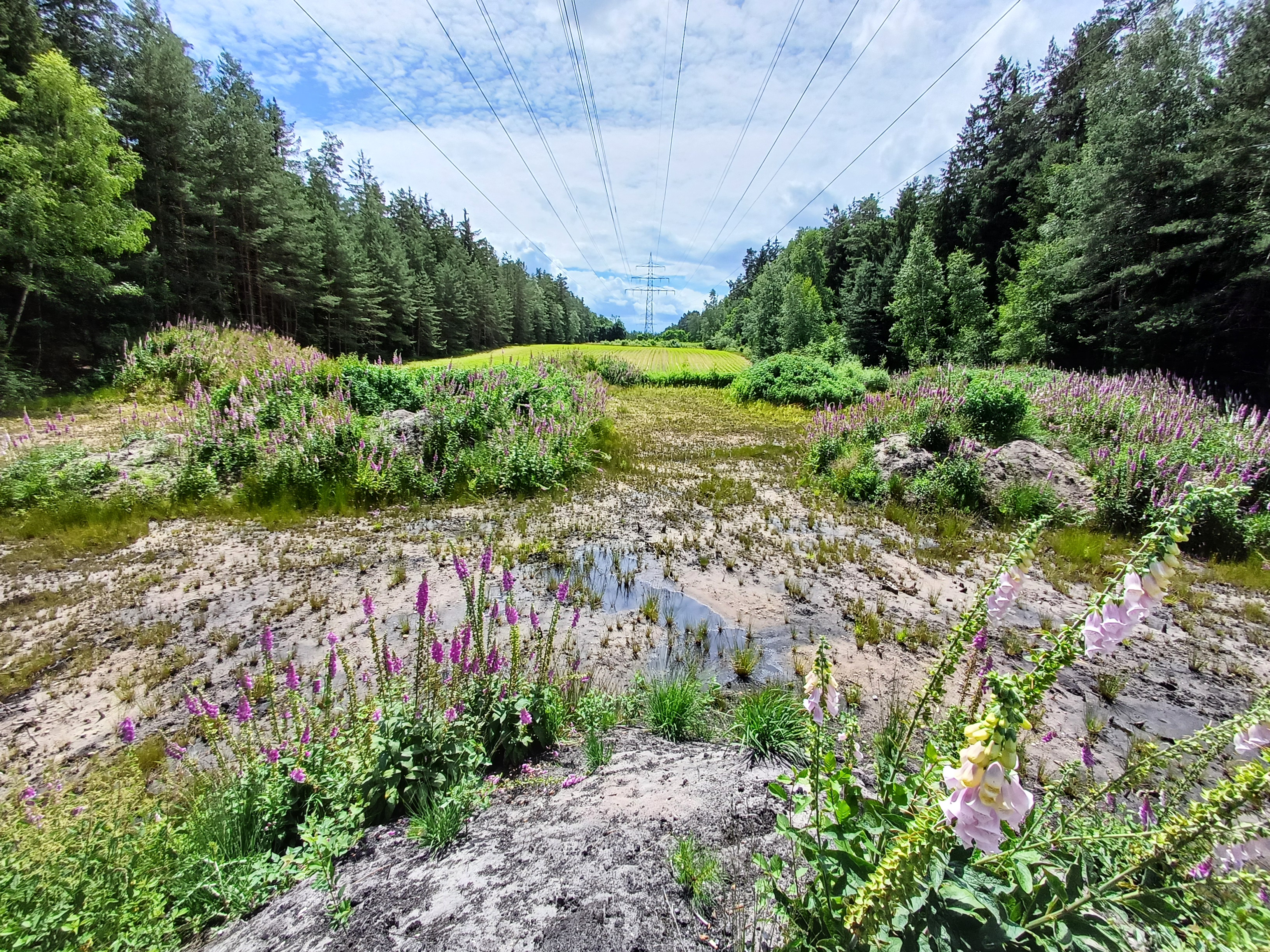 Ausgleichsflächen der Bayerischen Staatsforsten