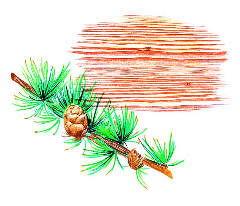 Zeichnung Lärchen Zweige und Lärchenzapfen vor Holz
