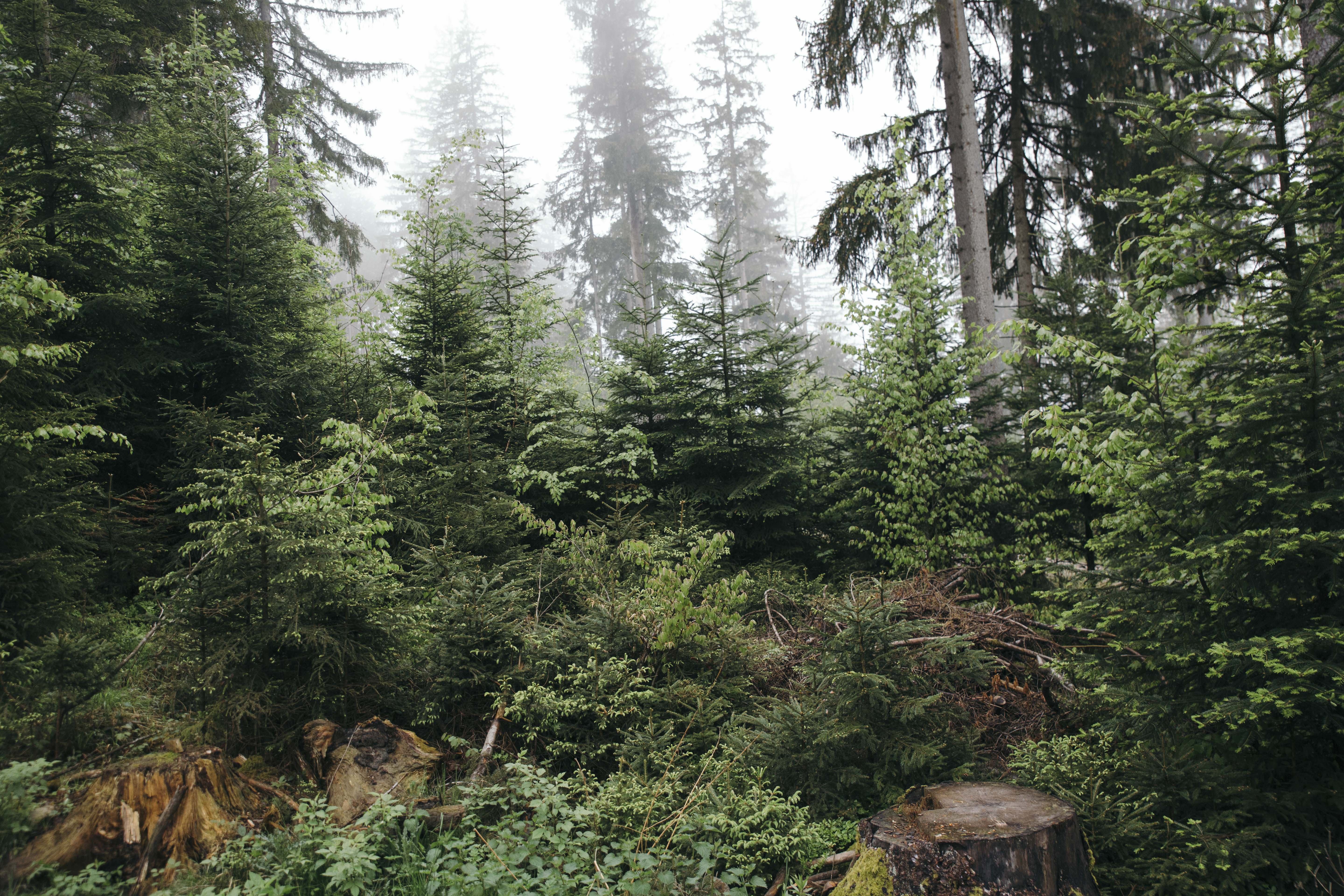 Ein Mischwald mit unterschiedlichsten Baumarten und Baumalter