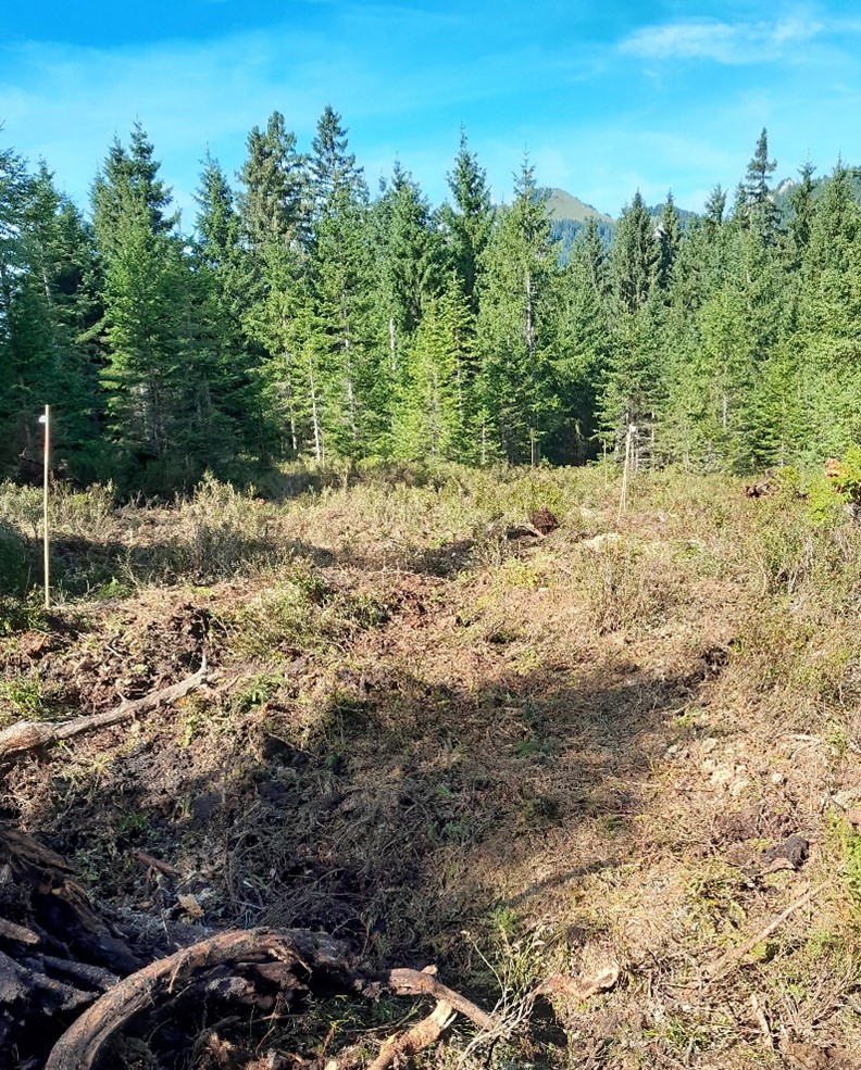 Moorfläche nach Fertigstellung der Dämme