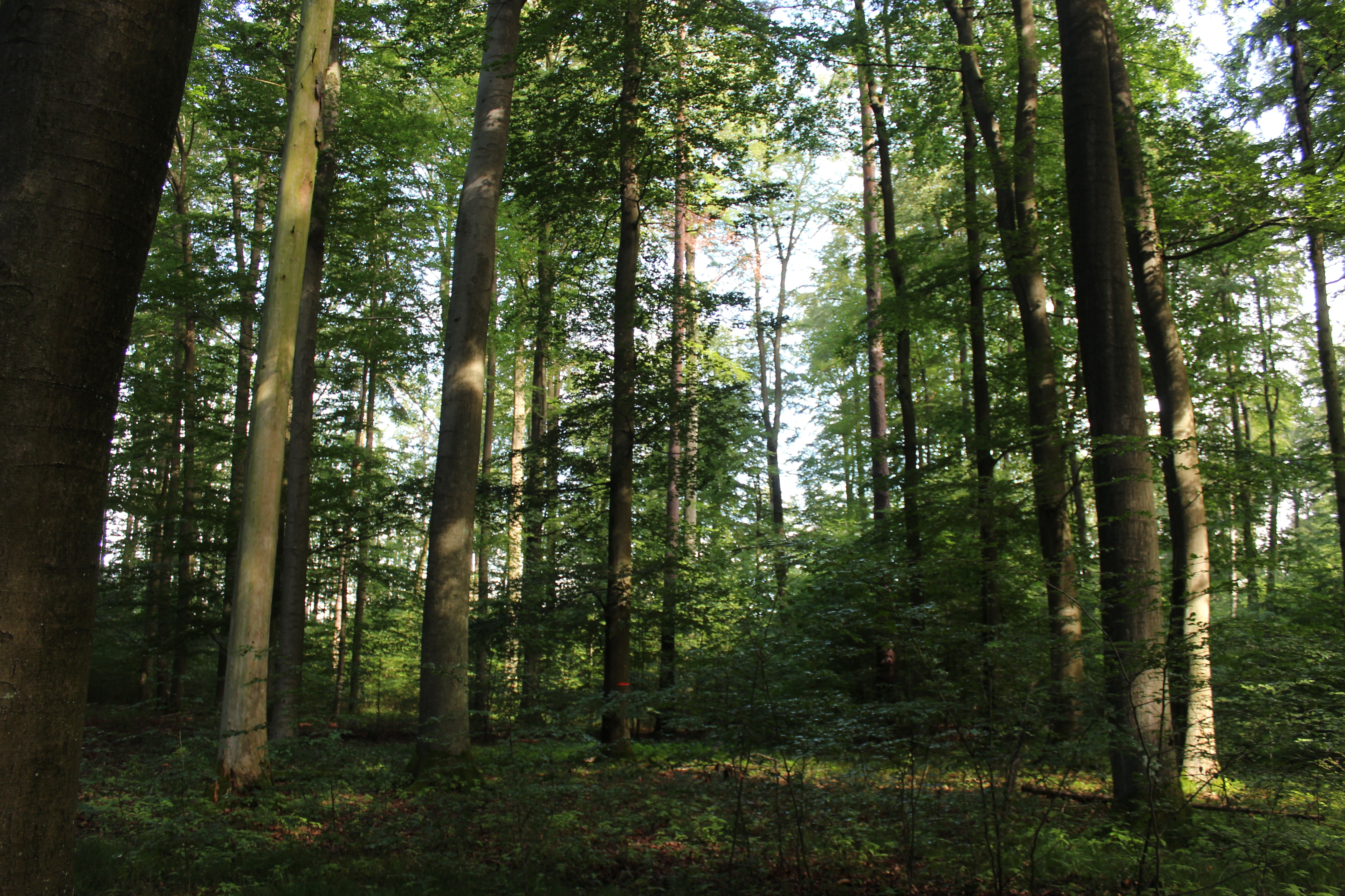 Nuernberger Reichswald