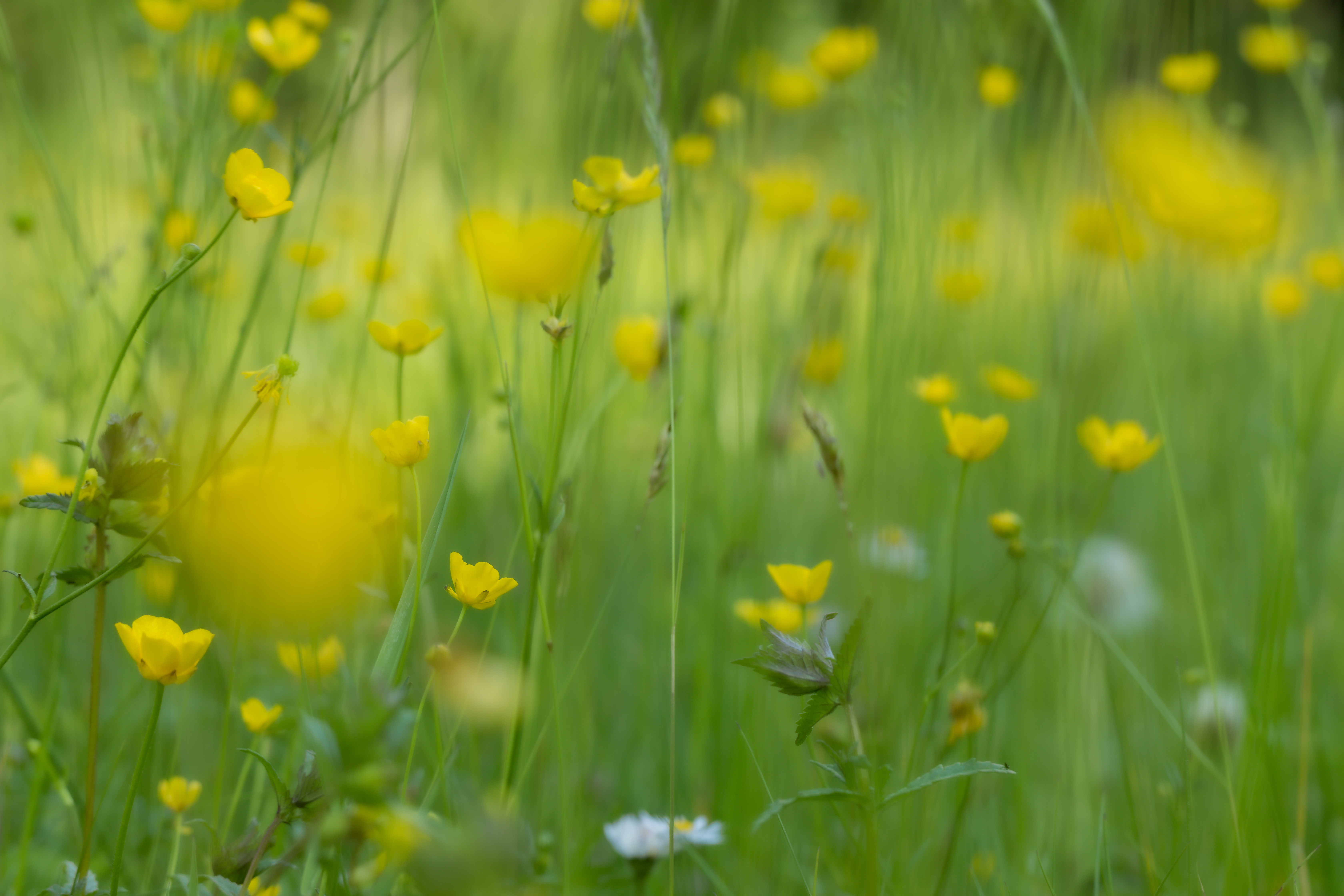 Eine grüne Wiese mit gelben Blumen