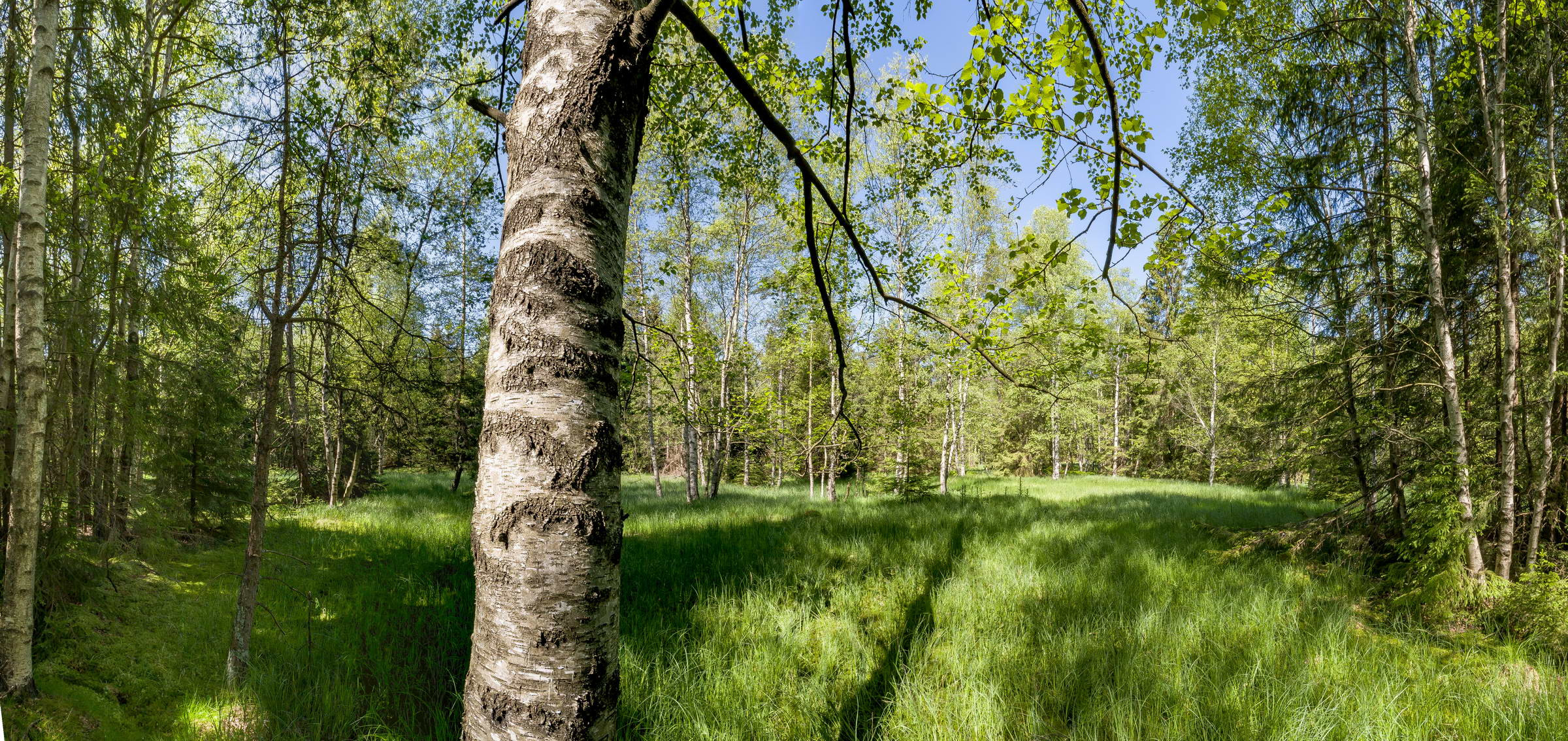 Birkenmoorwald