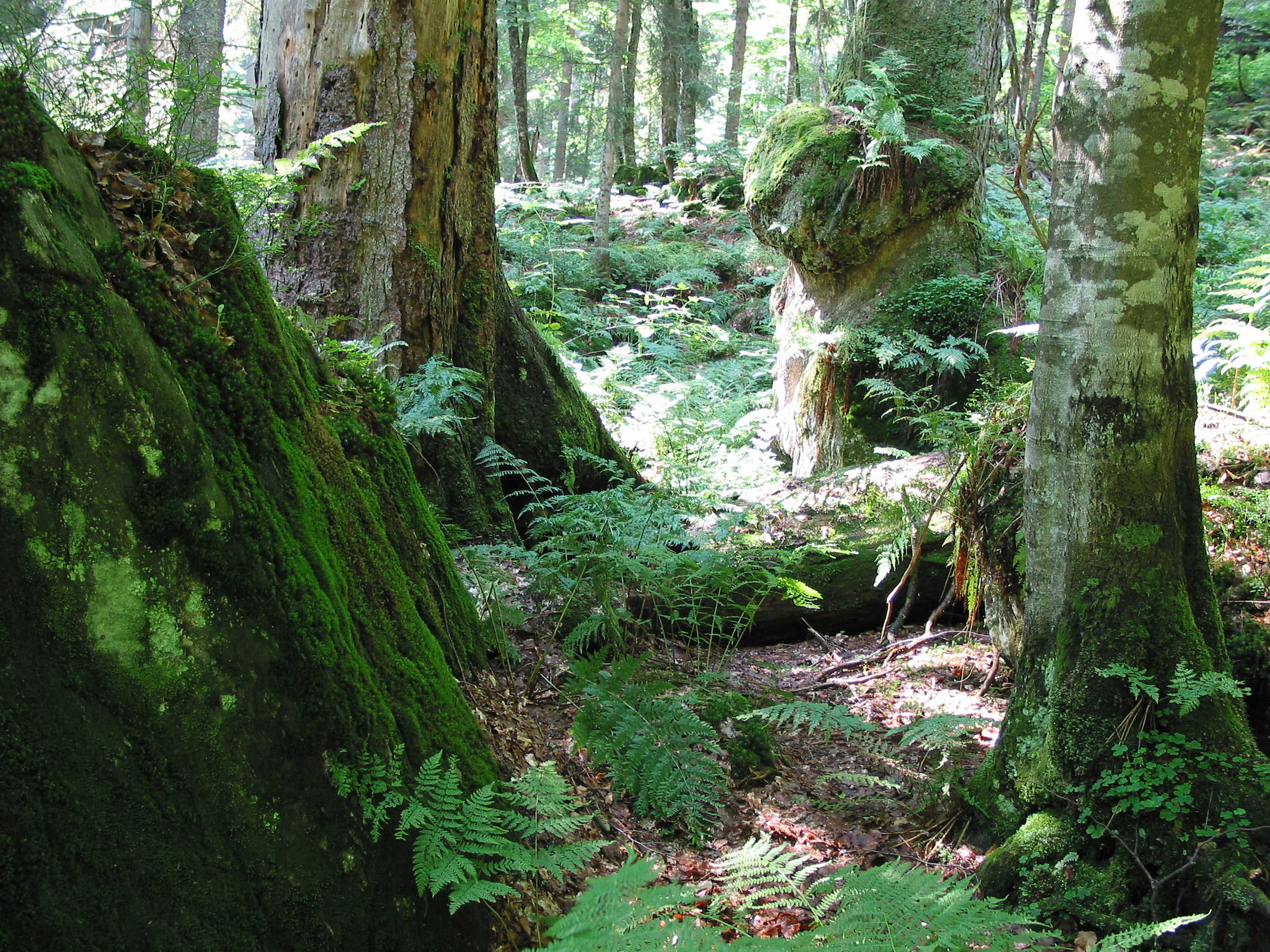 Baumstämme in einem Naturwald in Bayern