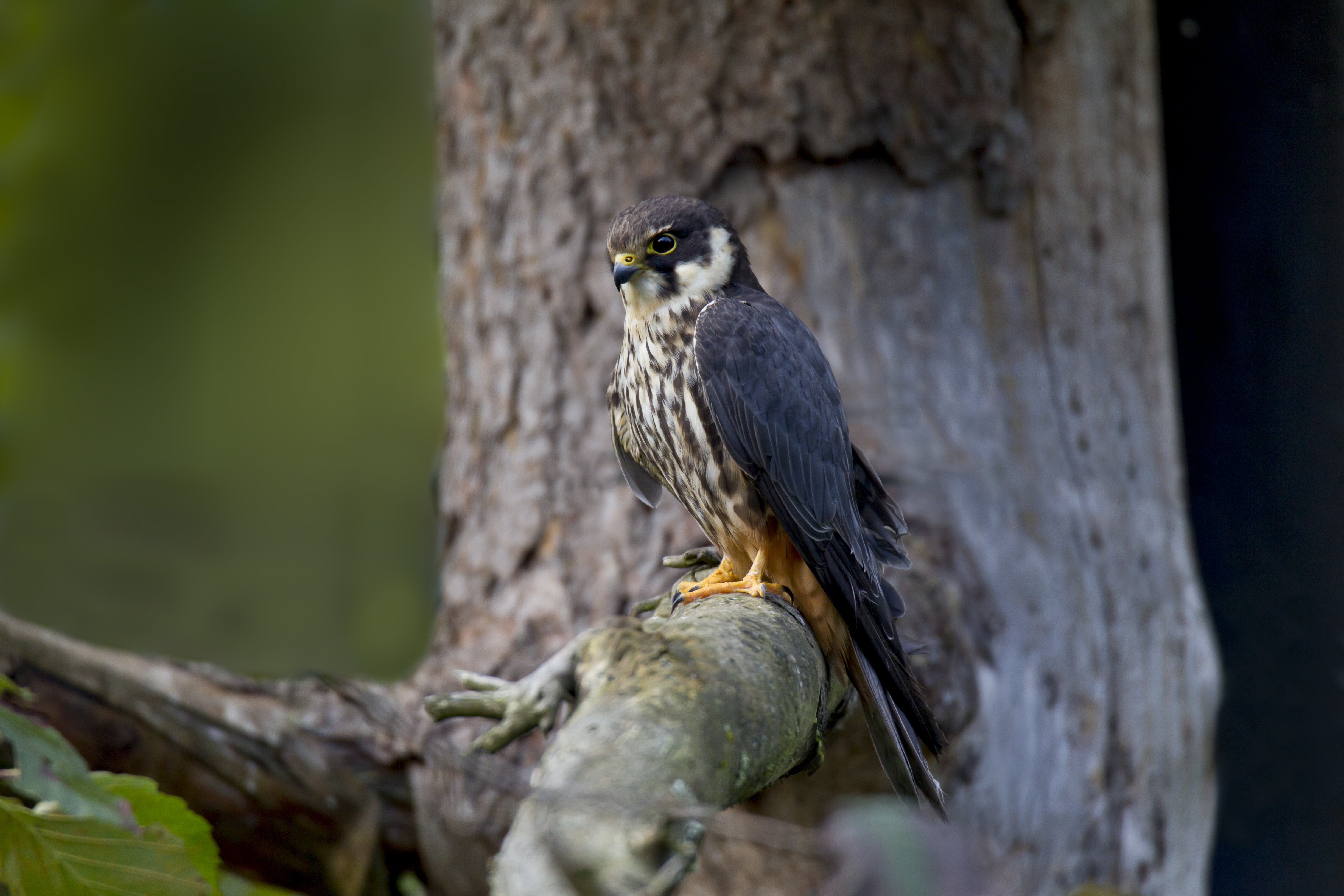 Baumfalke wartend auf einem Baum