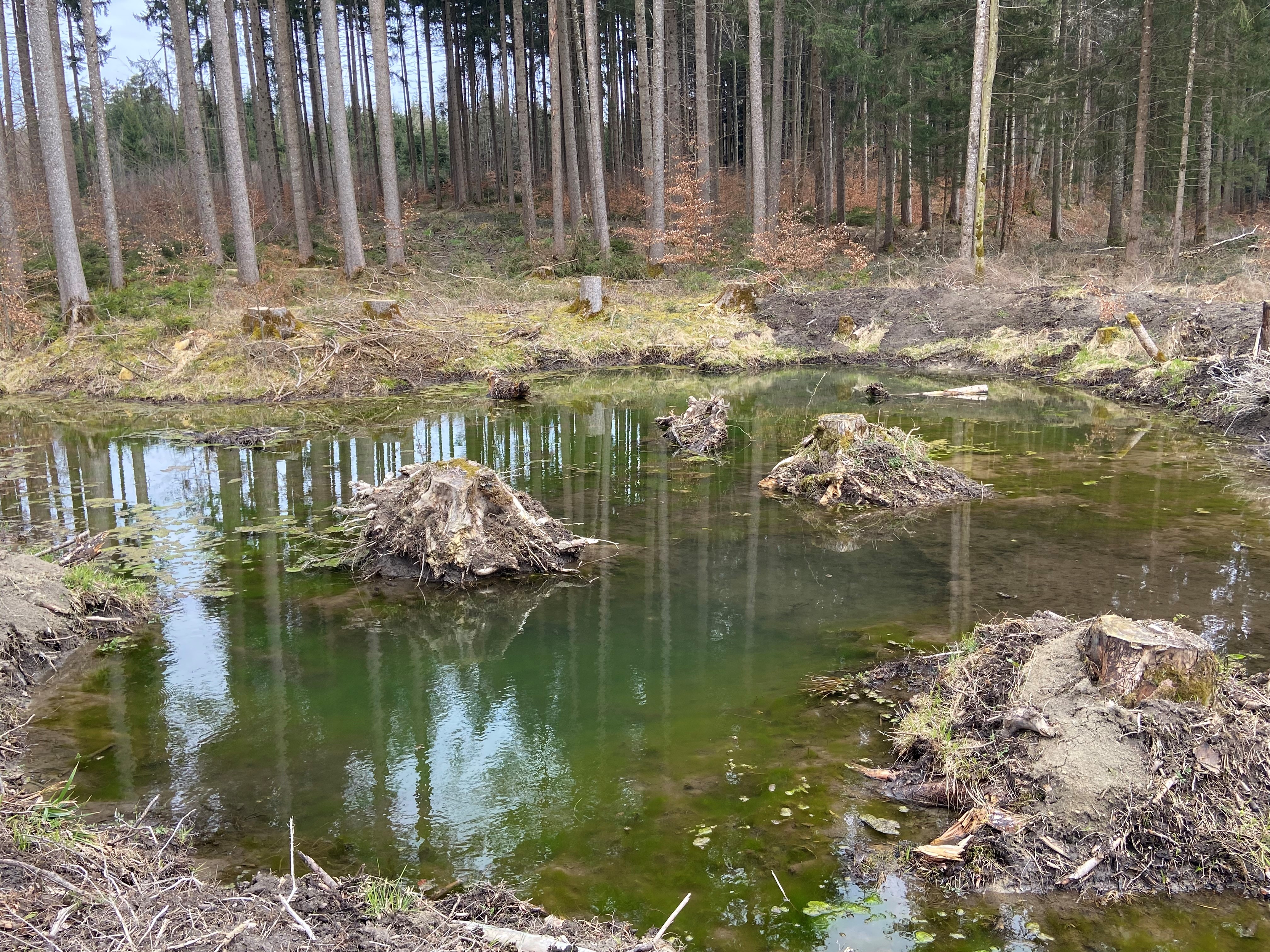 Tümpel im Wald