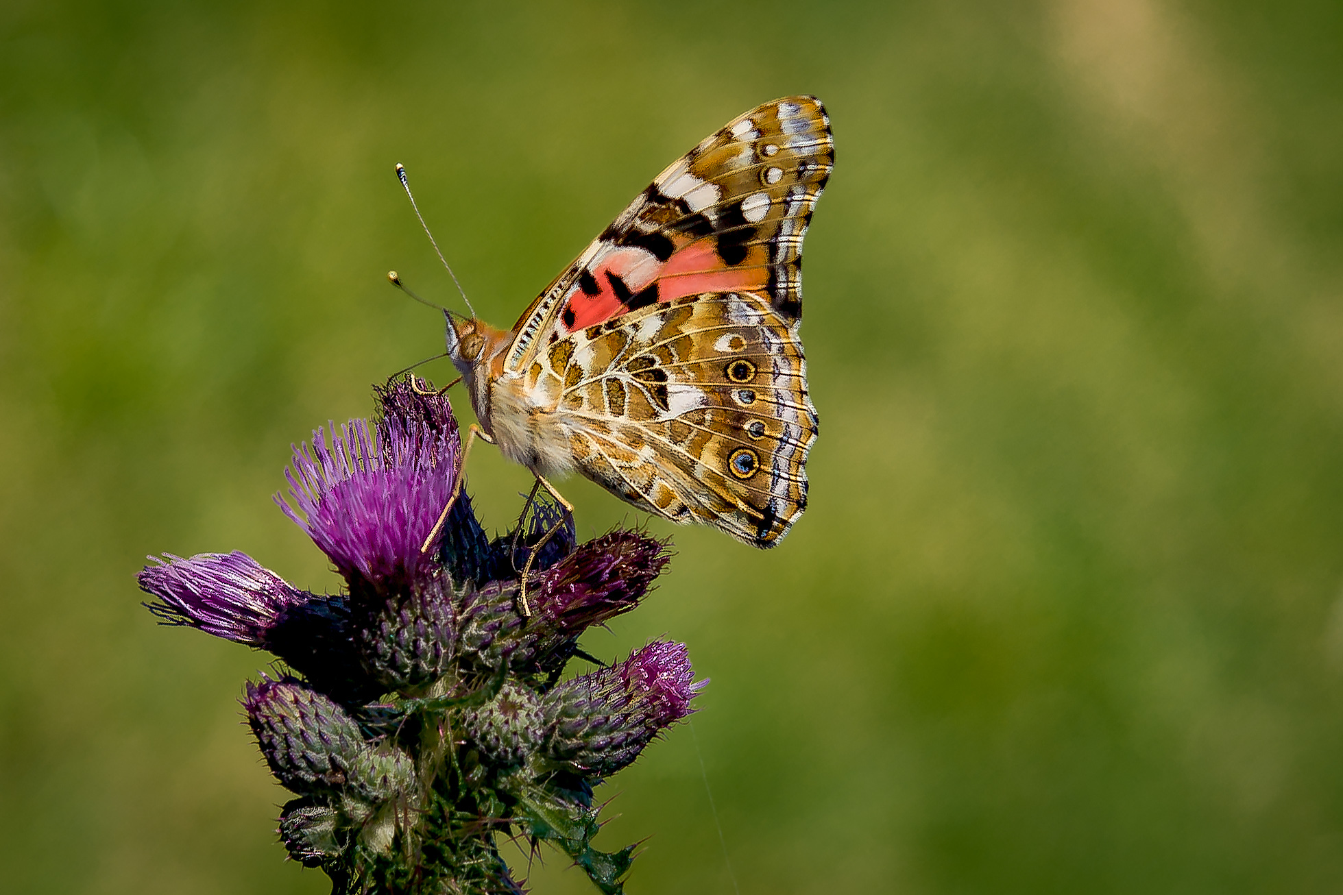 Schmetterling auf einer Wiese