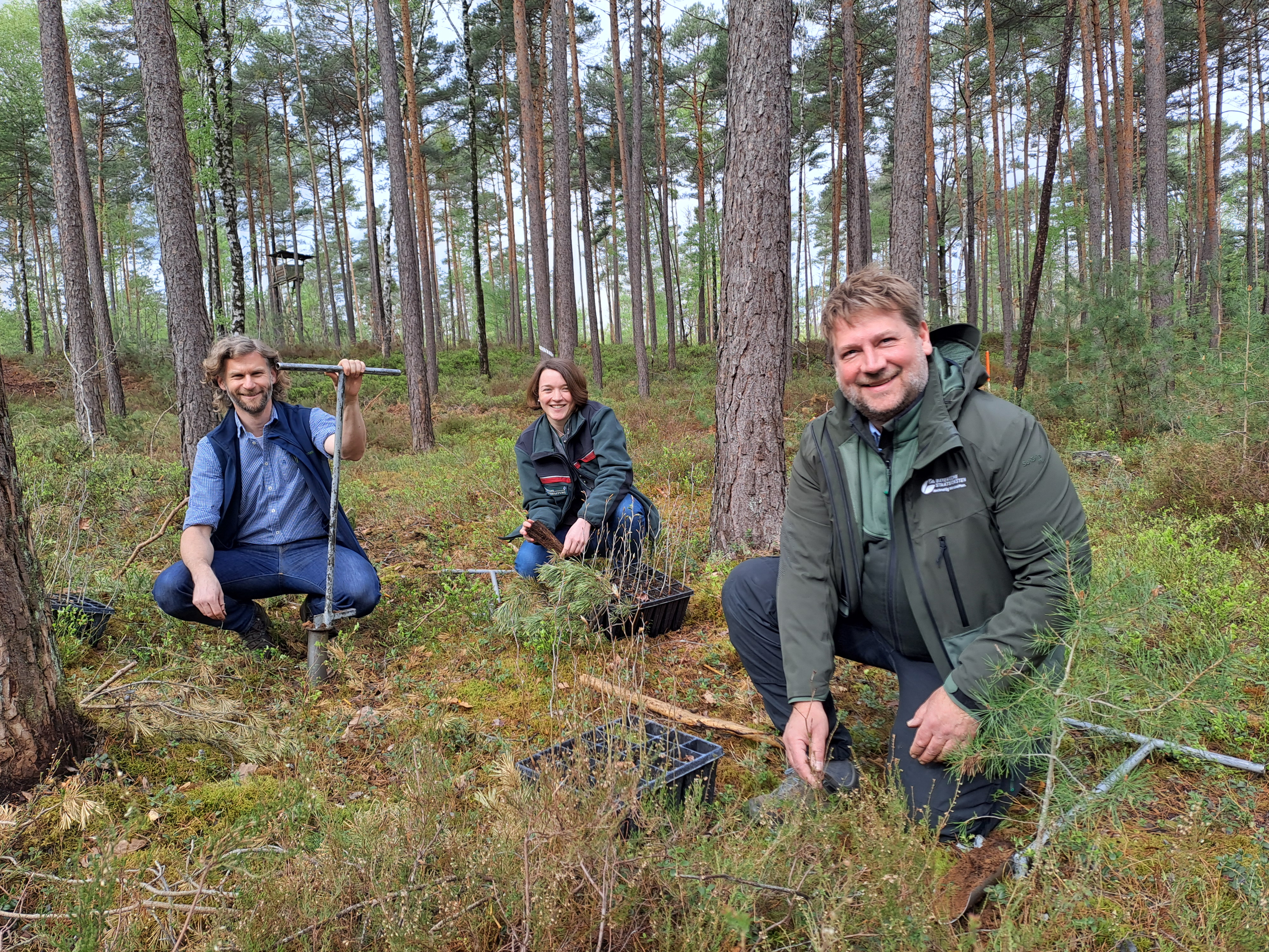 Förster des Forstbetriebs Nürnberg pflanzen französische Rotbuchen im Reichswald