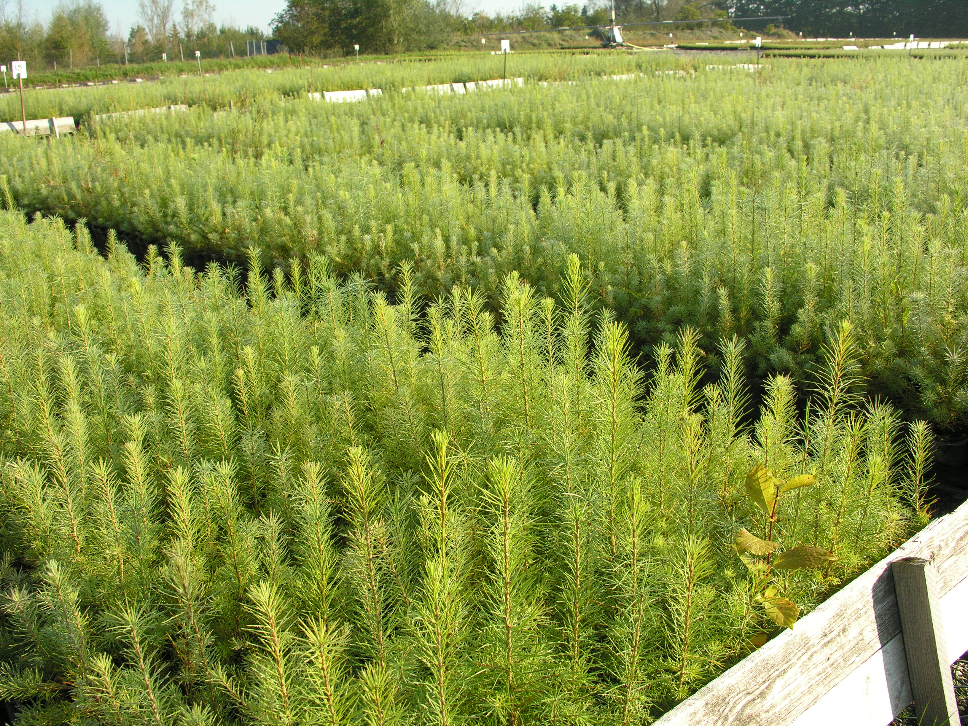 Kleine Bäume in einem Pflanzgarten