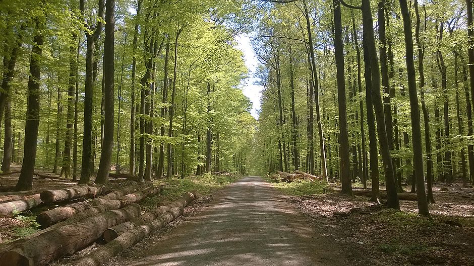 Waldweg