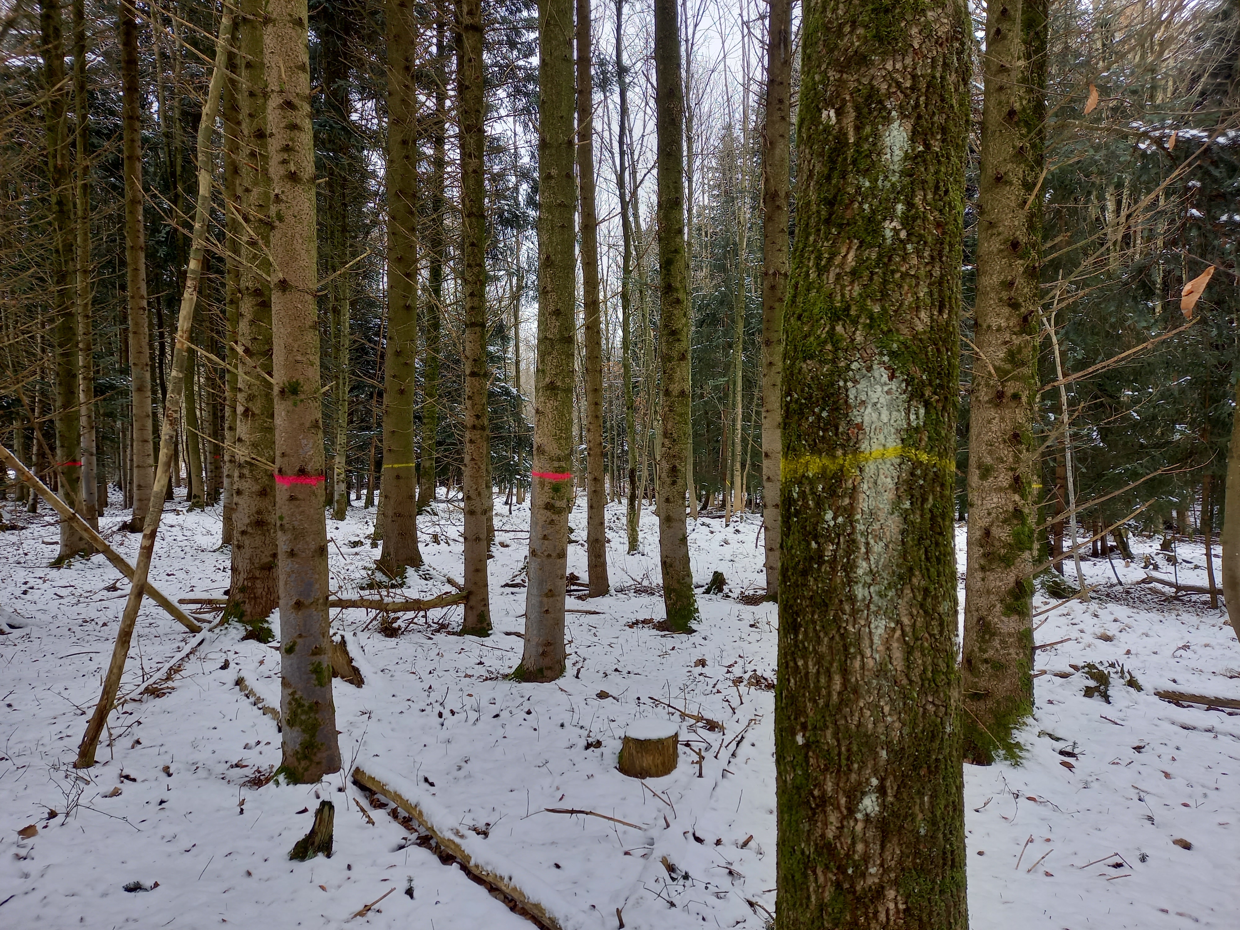 Markierungen im Wald vor einer Holzernte