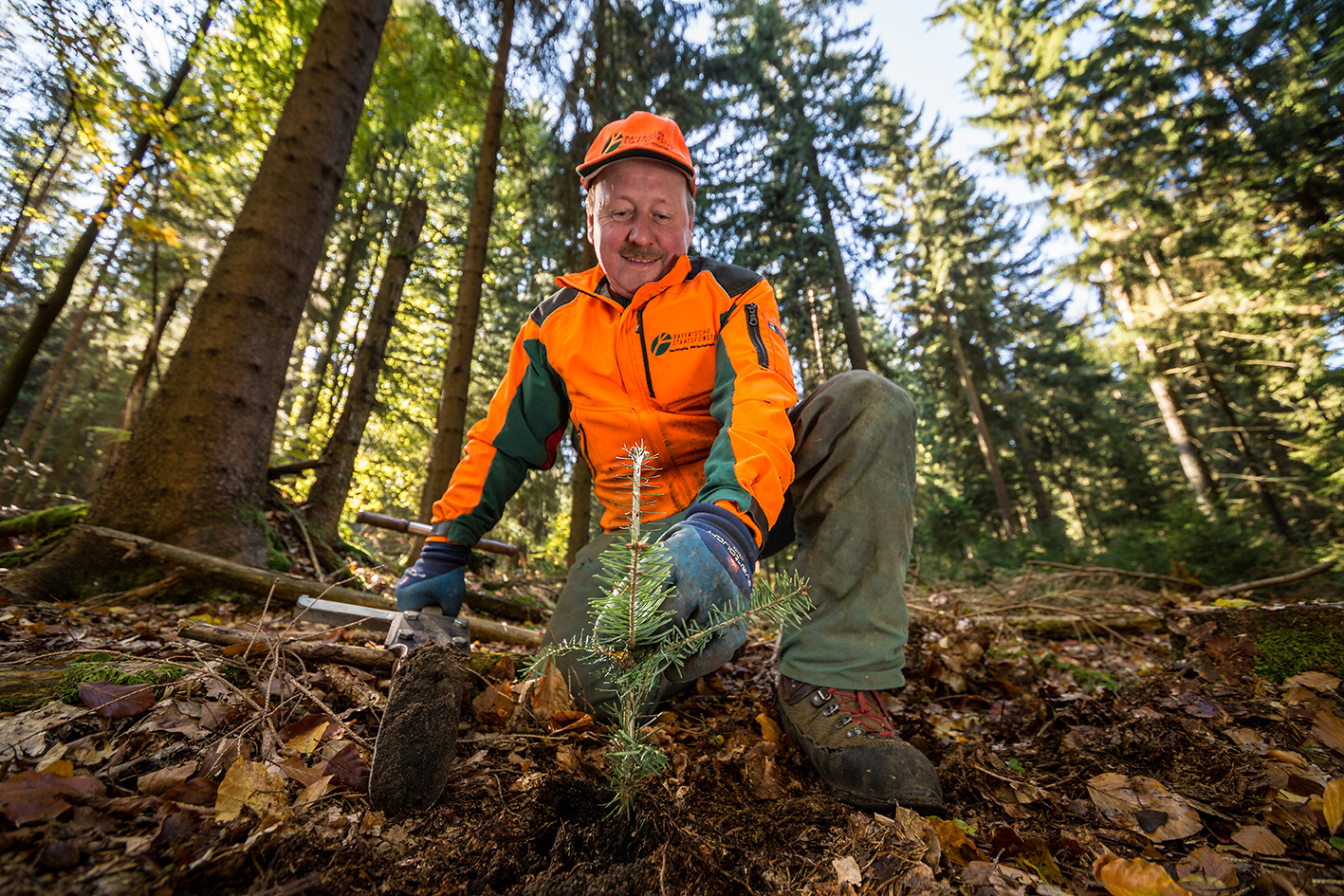 Forstwirt pflanzt einen Baum