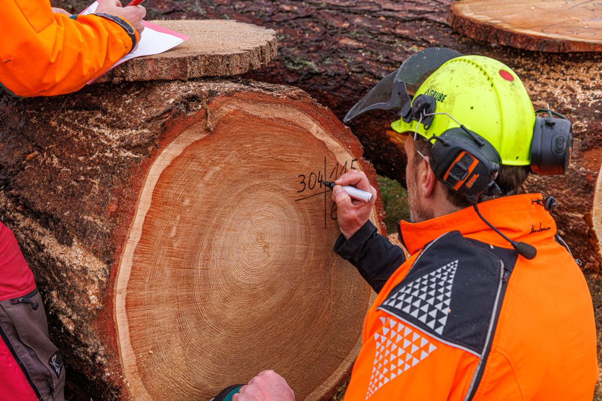 Forstwirt beschriftet Stamm für die Versteigerung