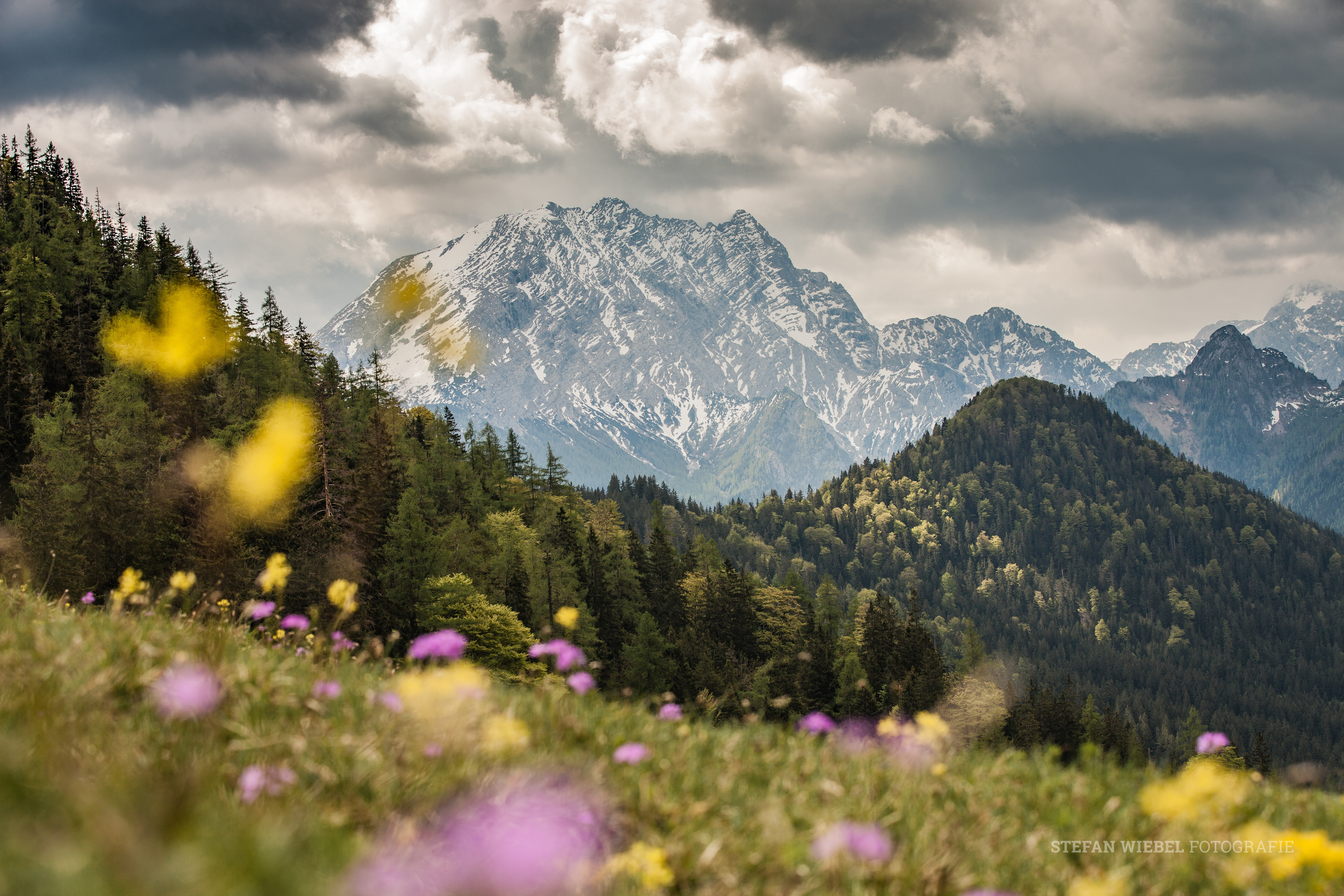 Bergwald, Blumen und Wiese mit Bergpanorama