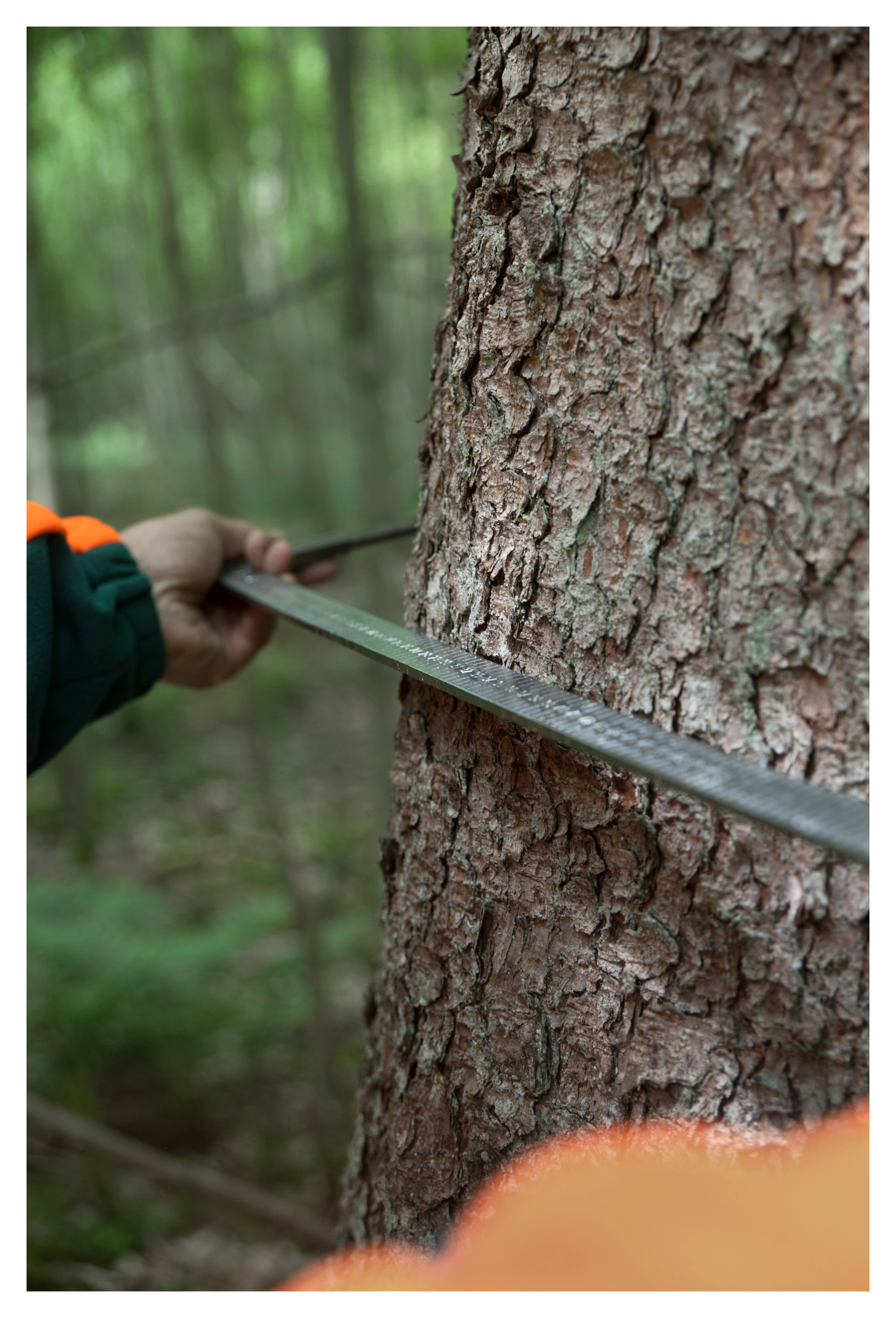 Ein Baum wird vermessen bei den Bayerischen Staatsforsten
