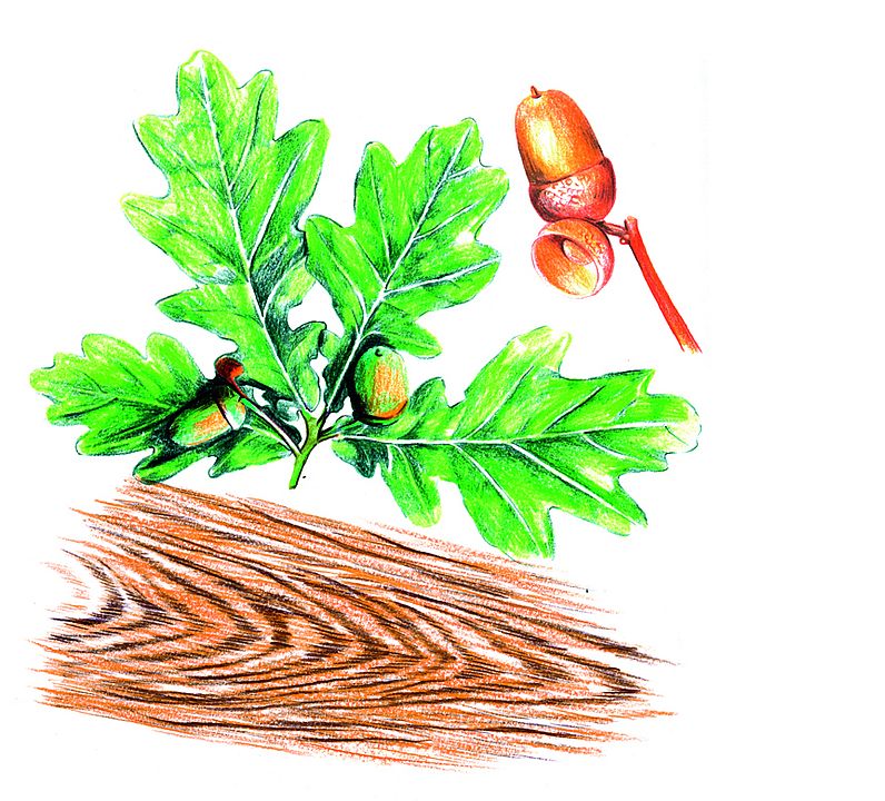 Zeichnung von grünen Eichenblättern und Eicheln