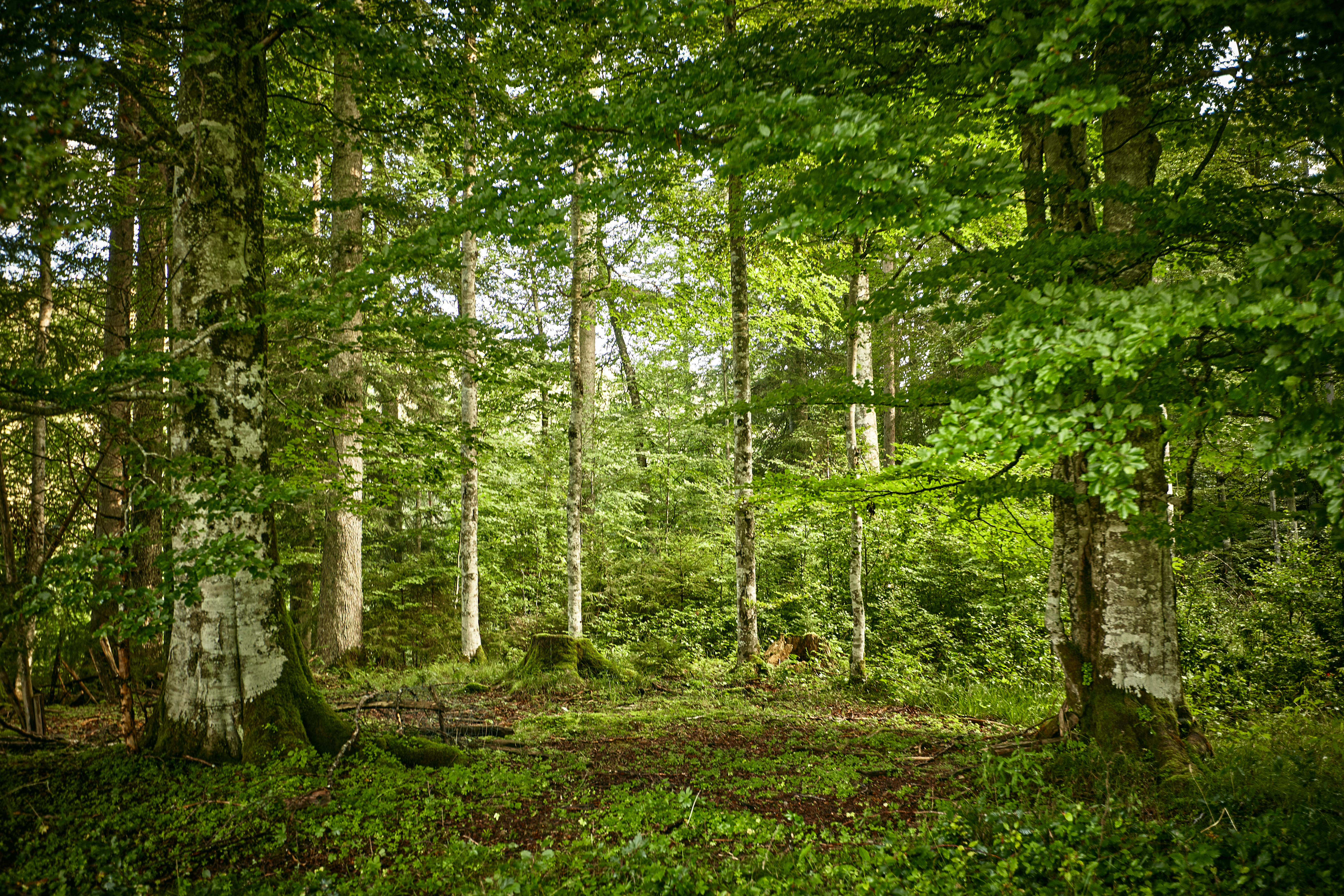 Stiller Wald