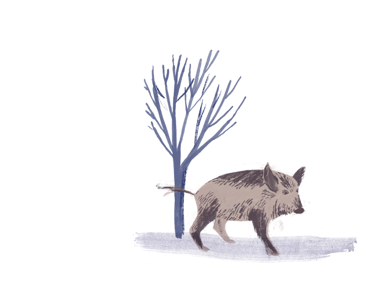 Wildschwein Illustration