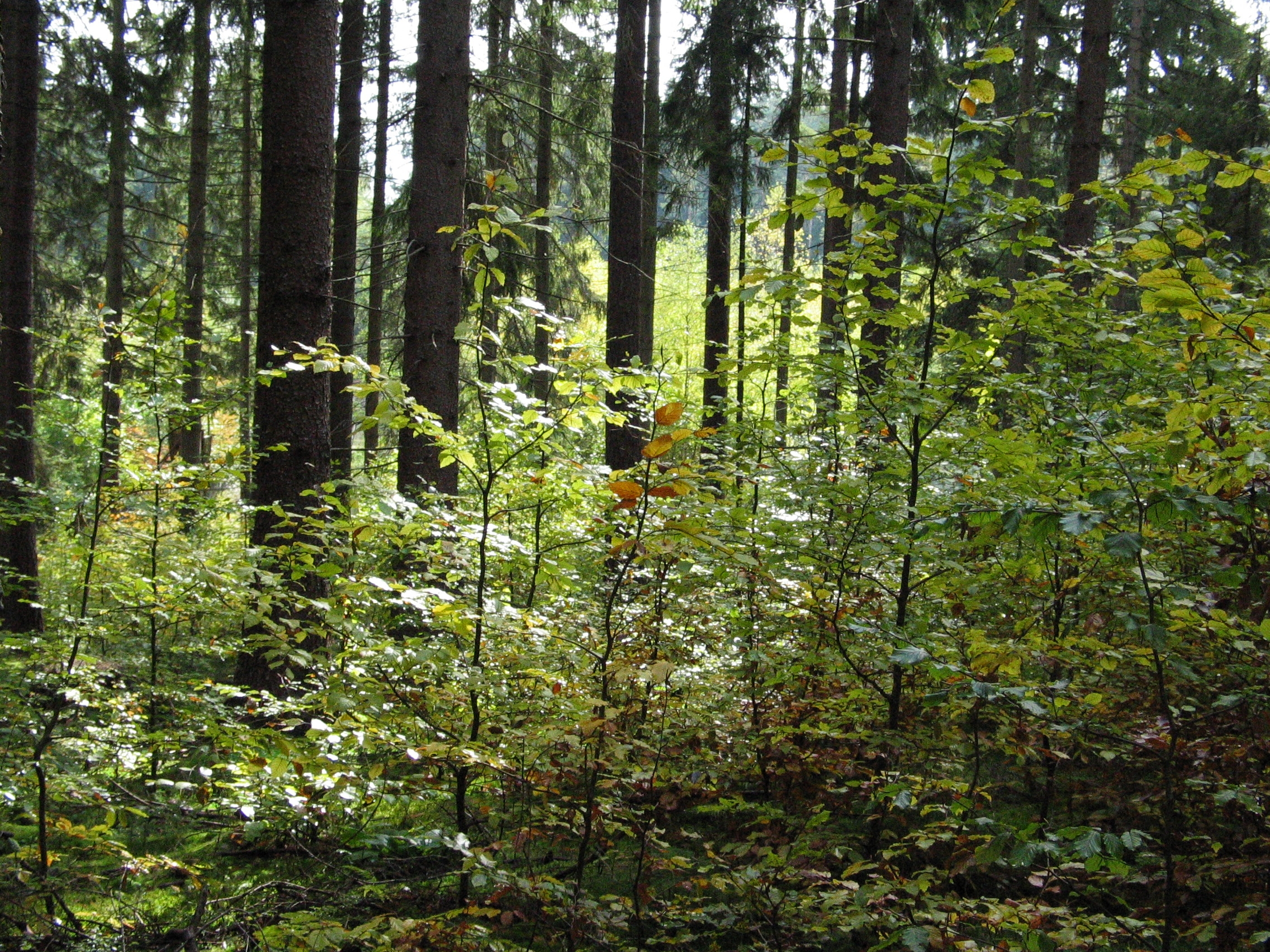 Waldbild: naturnahen Waldbau und aktiven Waldumbau.