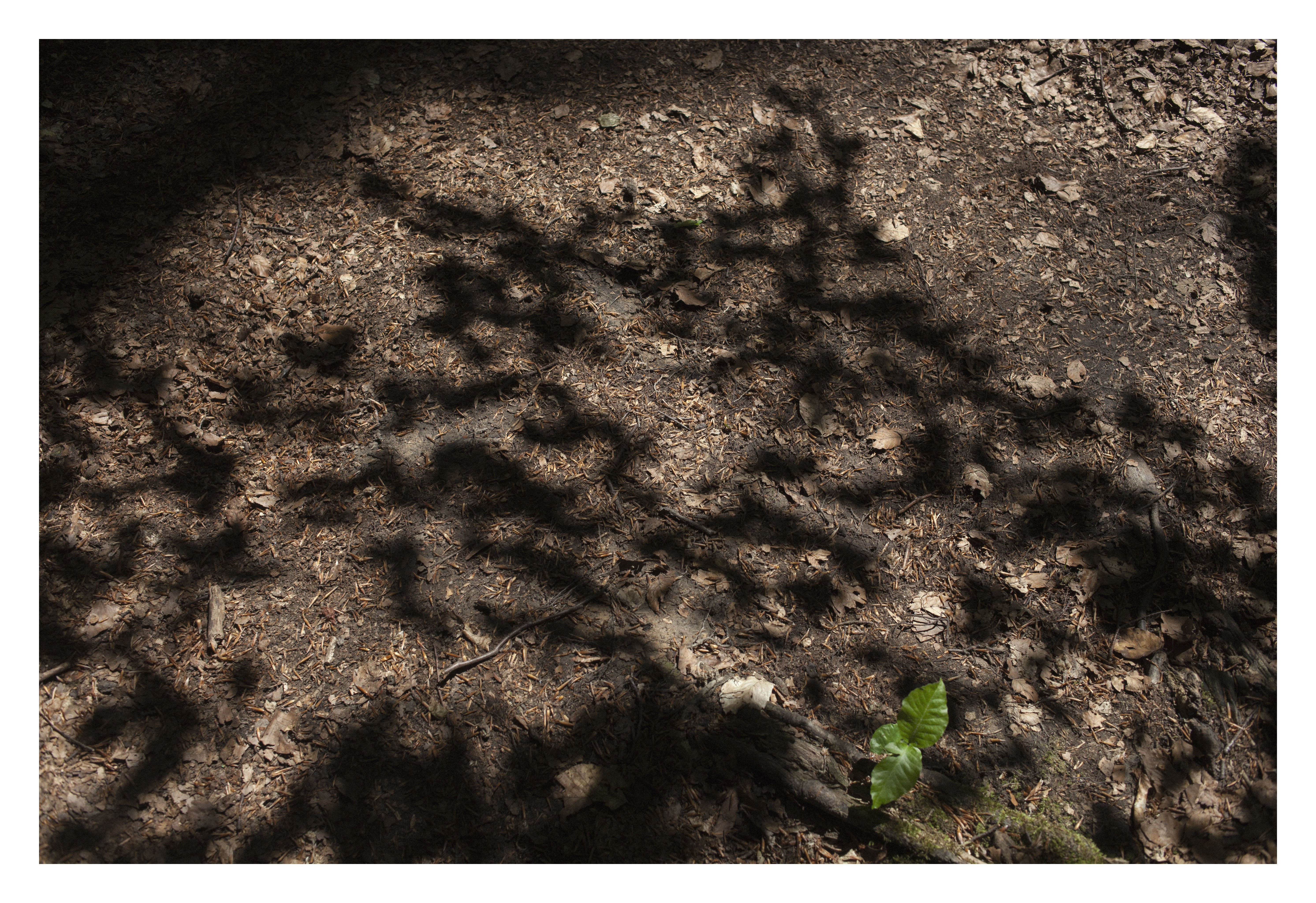 Ein nährstoffreicher Waldboden mit Blätterschatten