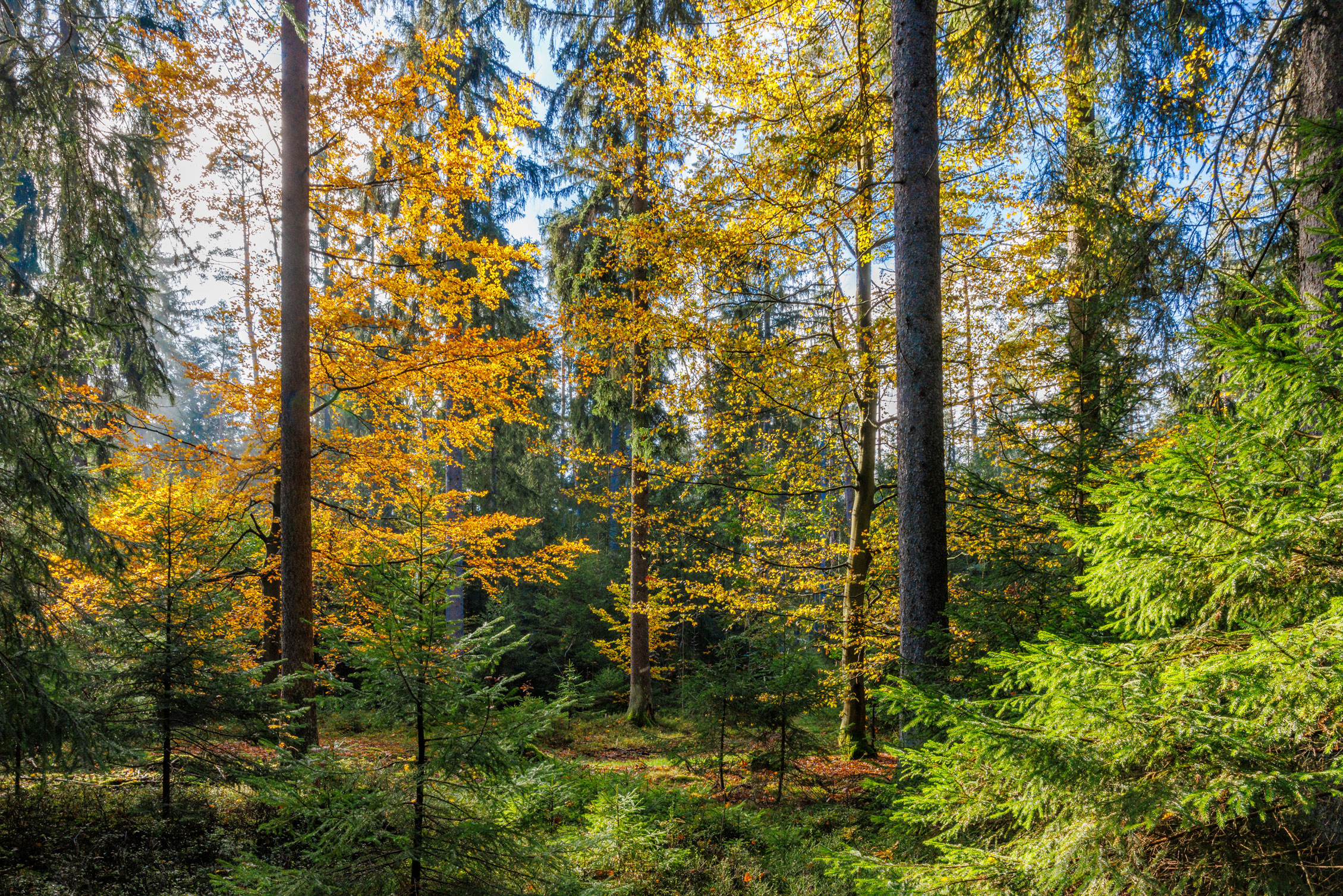 Waldbild eines Mischwaldes