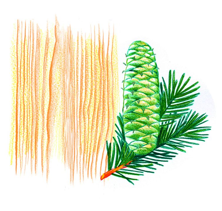 Zeichnung Weißtannenzapfen und Zweige