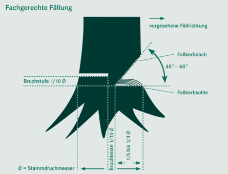 Fällschnitt