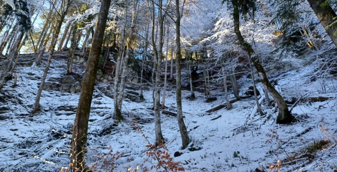 Wald im Winter mit Schnee am Boden